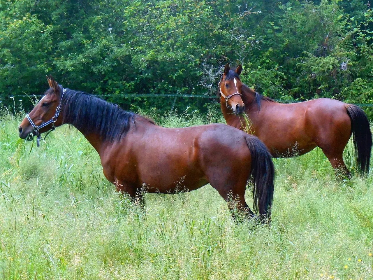 Blood bay horse