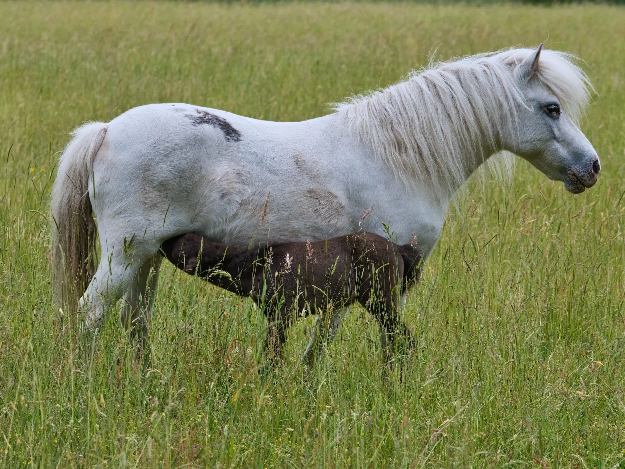 Horse with blood marks