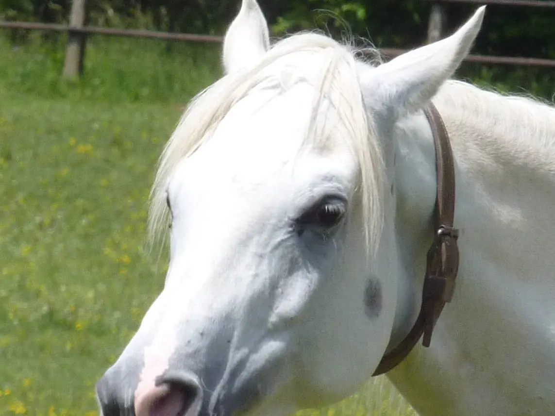 Horse with blood marks