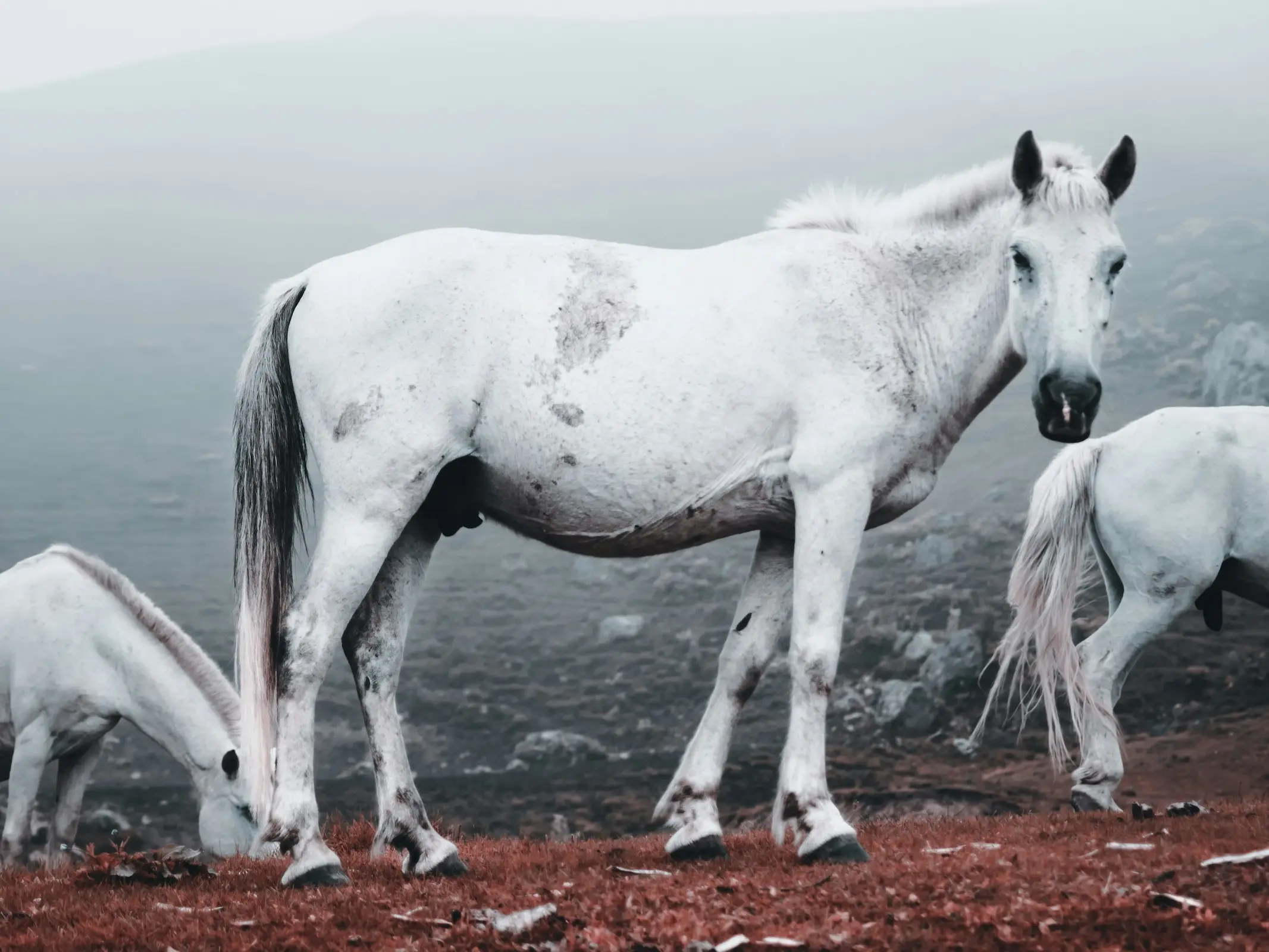 Horse with blood marks