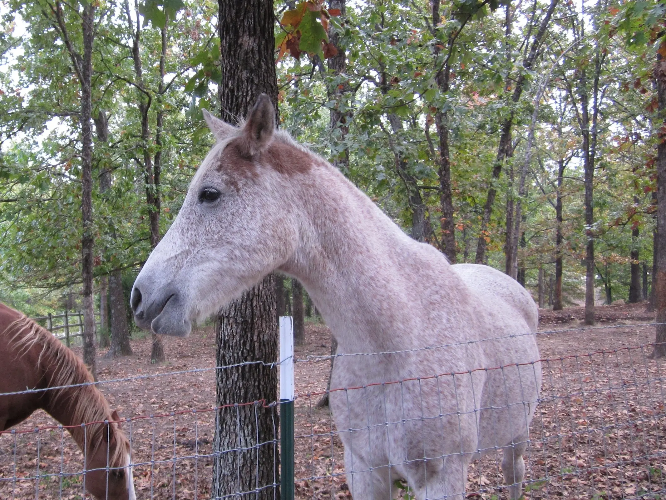 Horse with blood marks