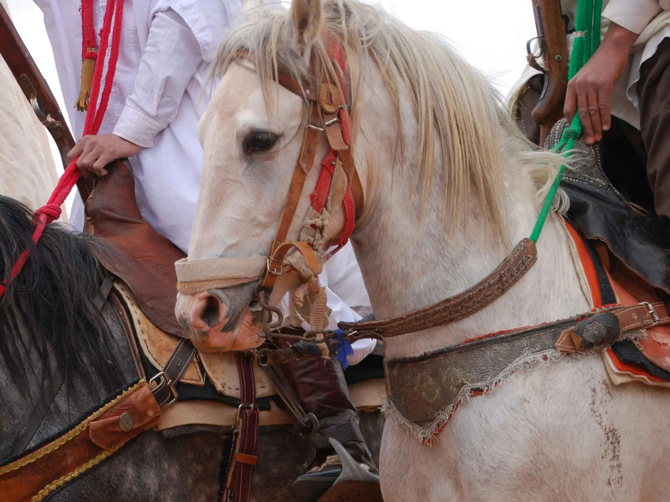 Horse with blood marks