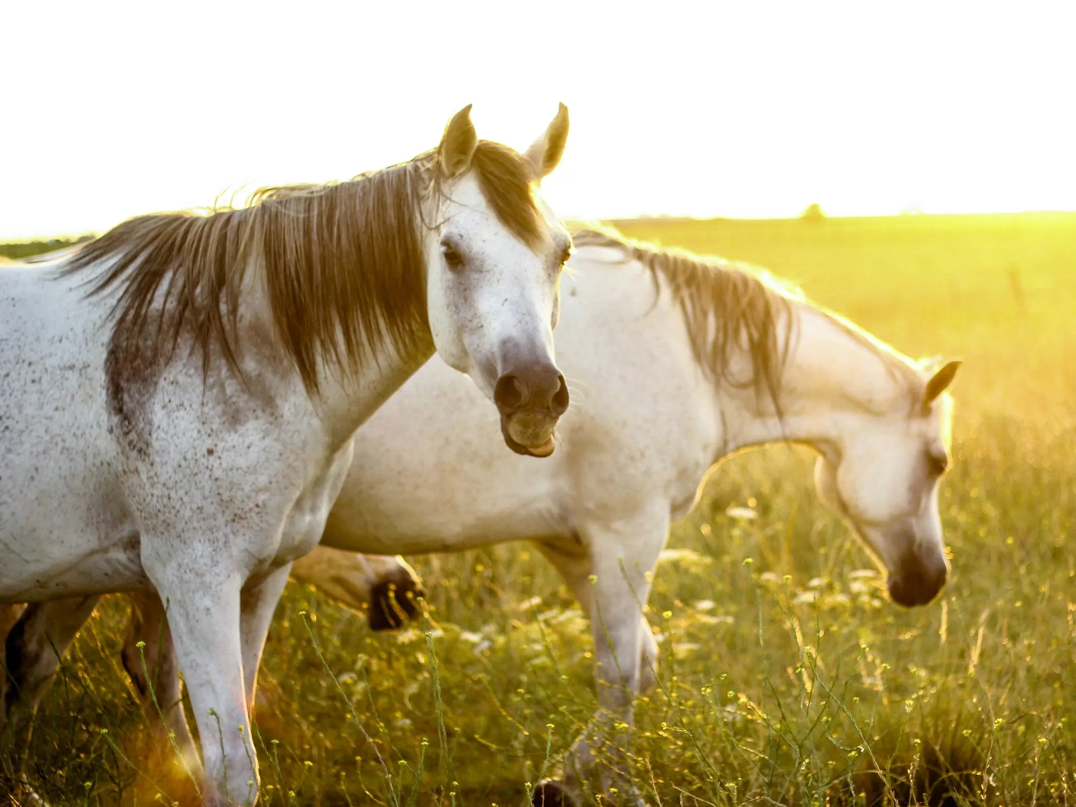 Horse with blood marks