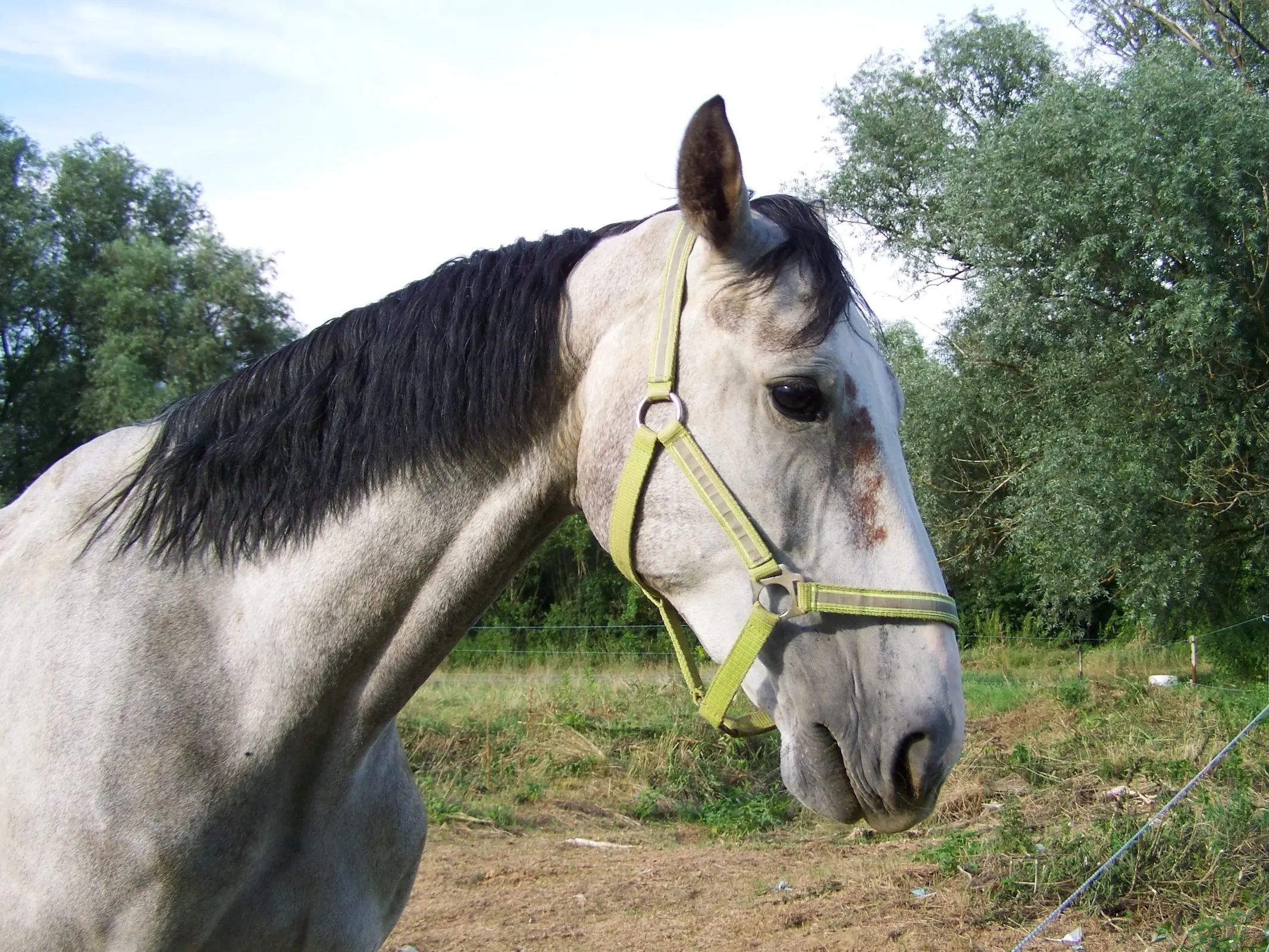 Horse with blood marks