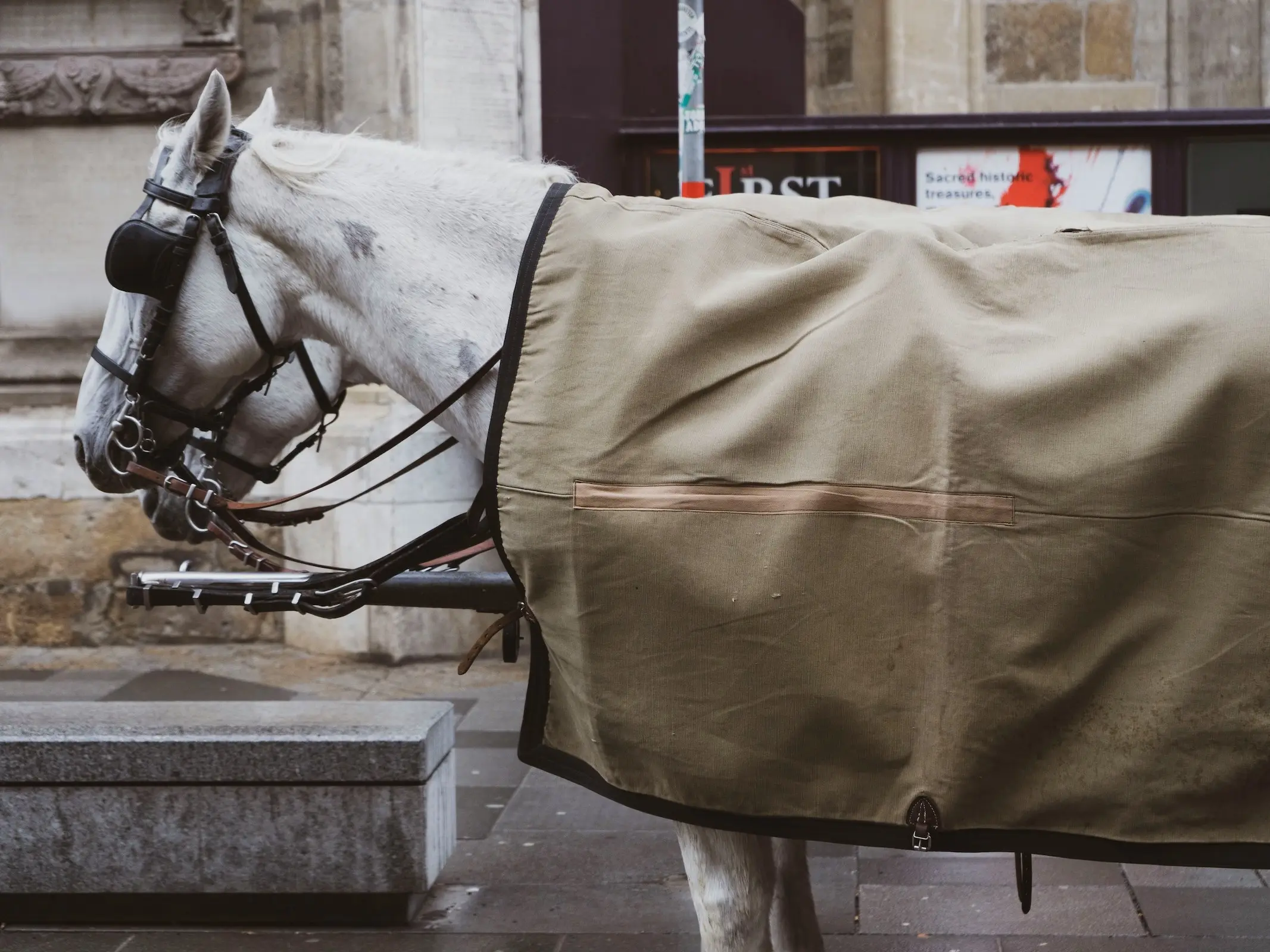 Horse with blood marks