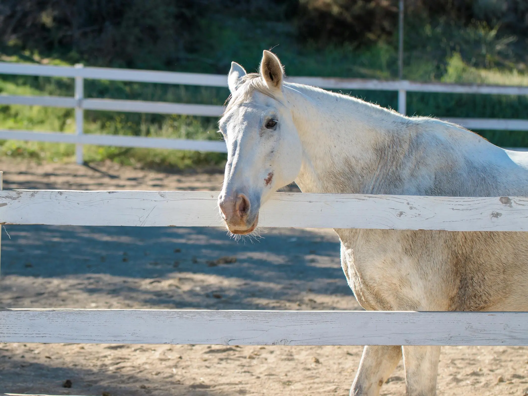 Horse with blood marks