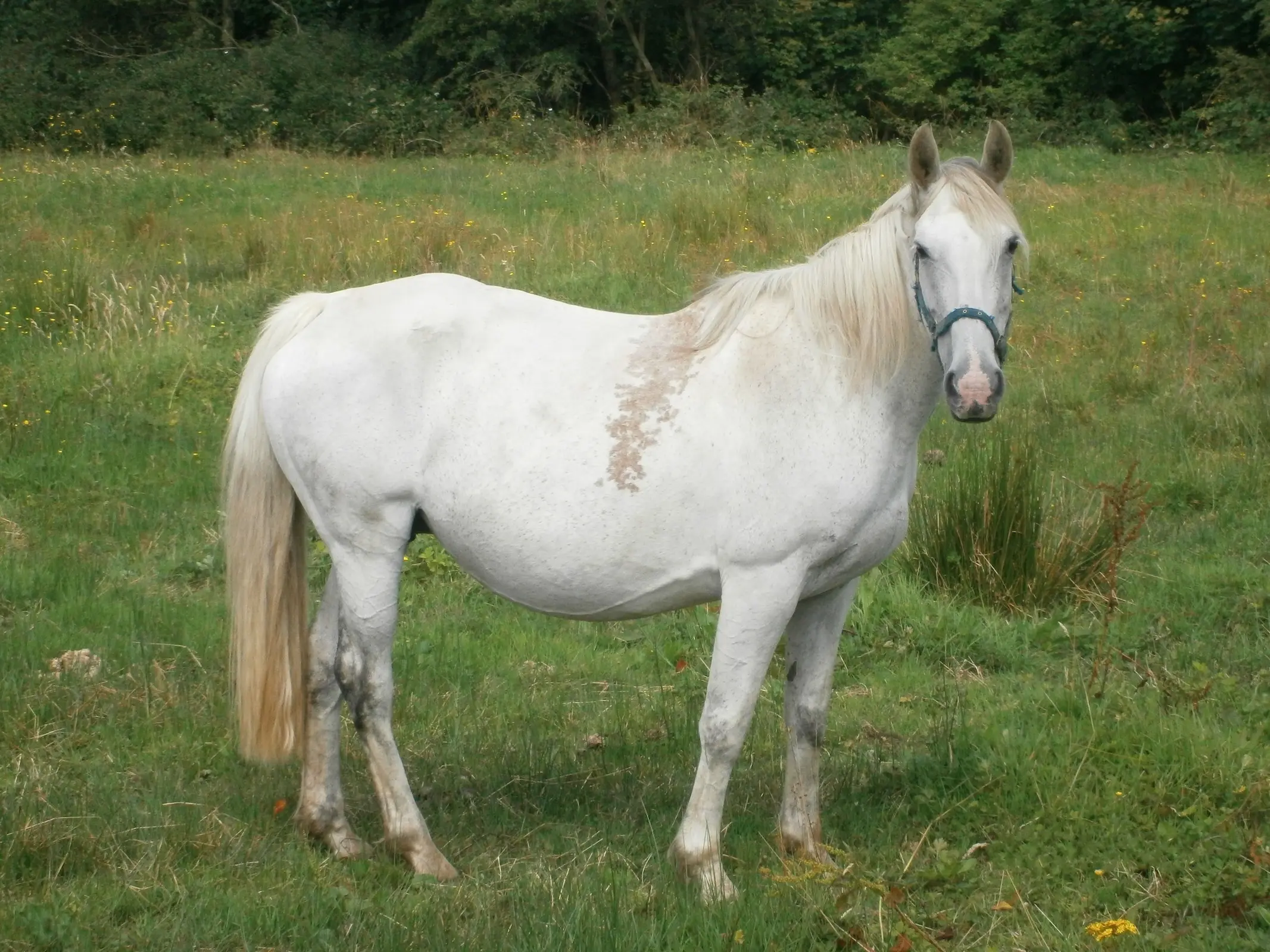 Grey horse with blood marks