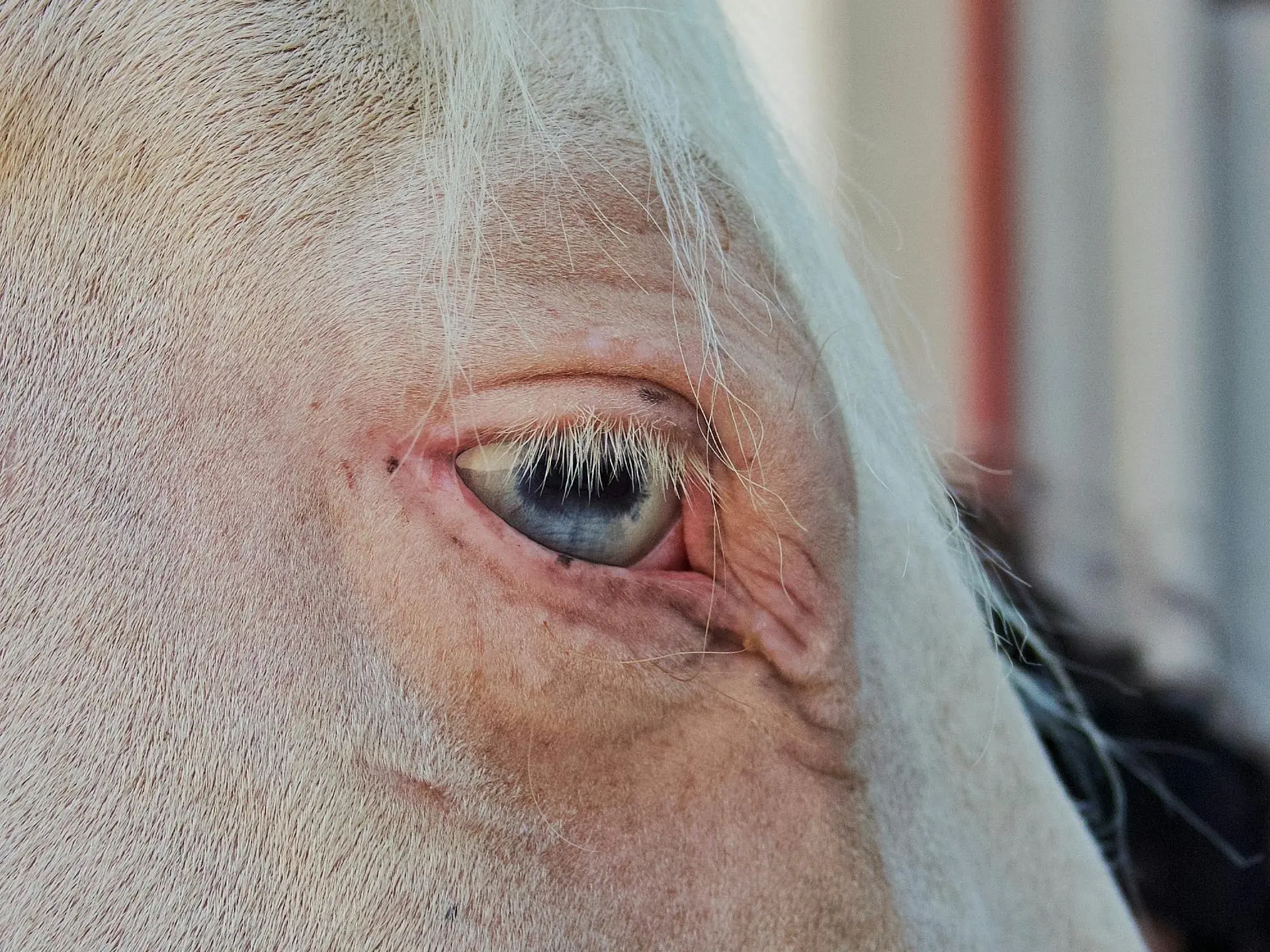 Horse with blue eyes