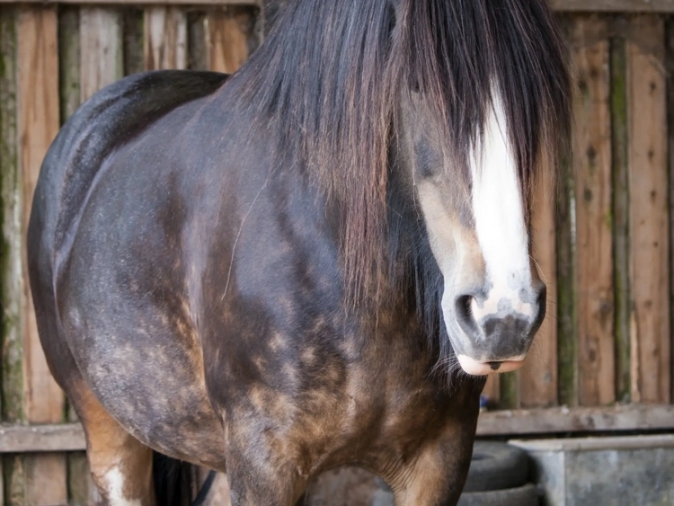 Horse with dappled coat