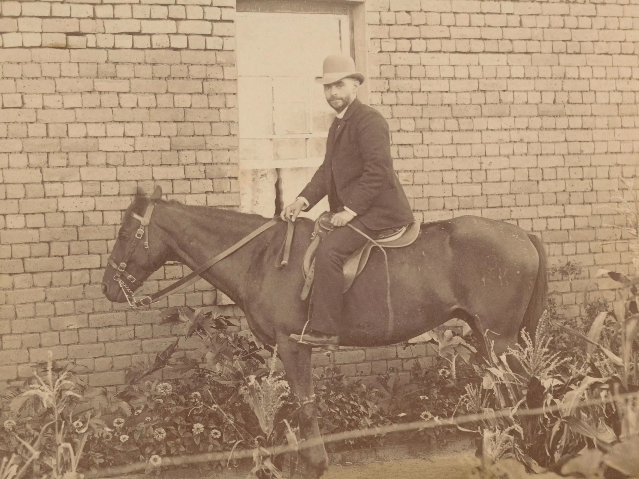 Boerperd Horse