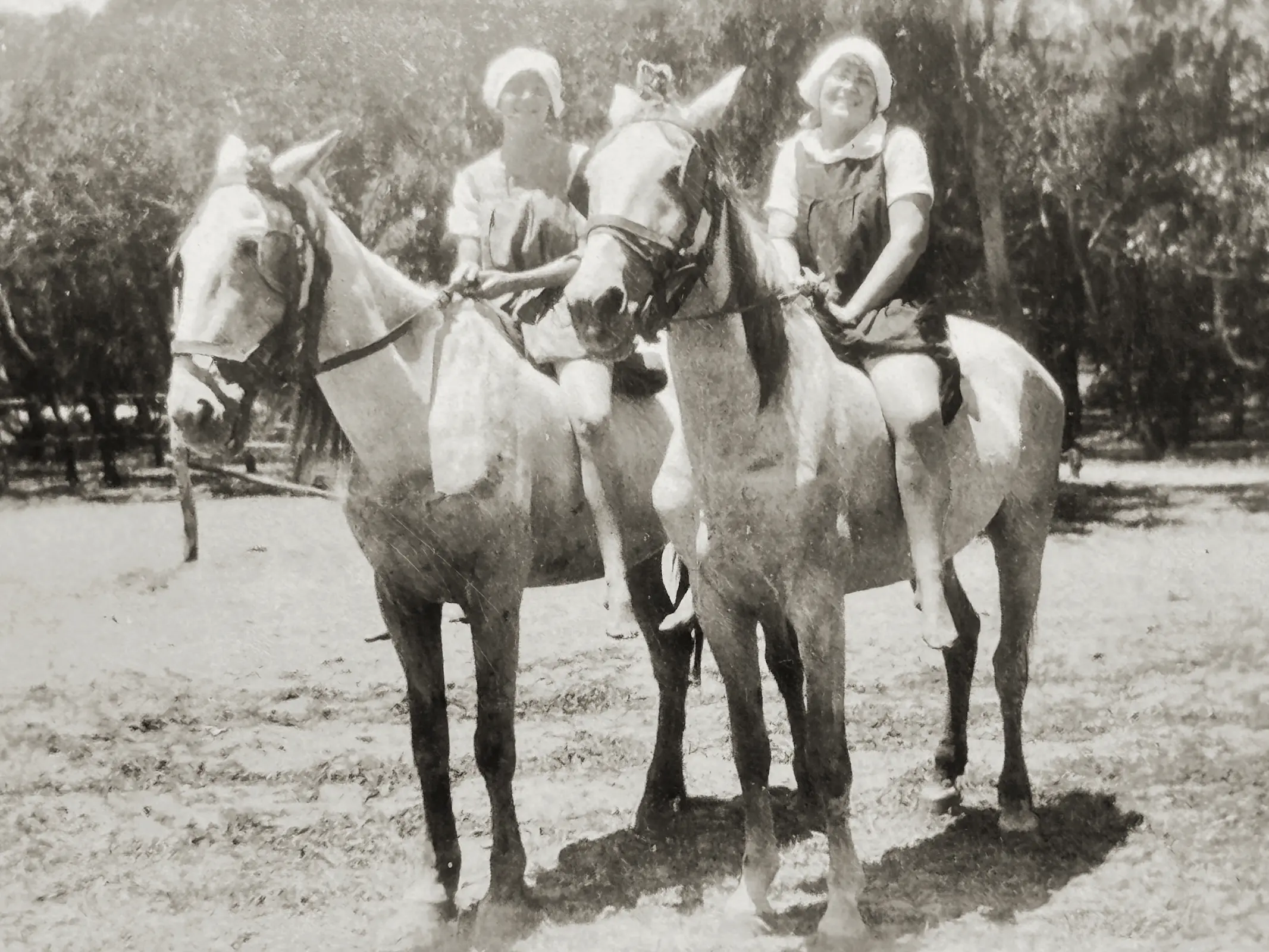 Boerperd Horse