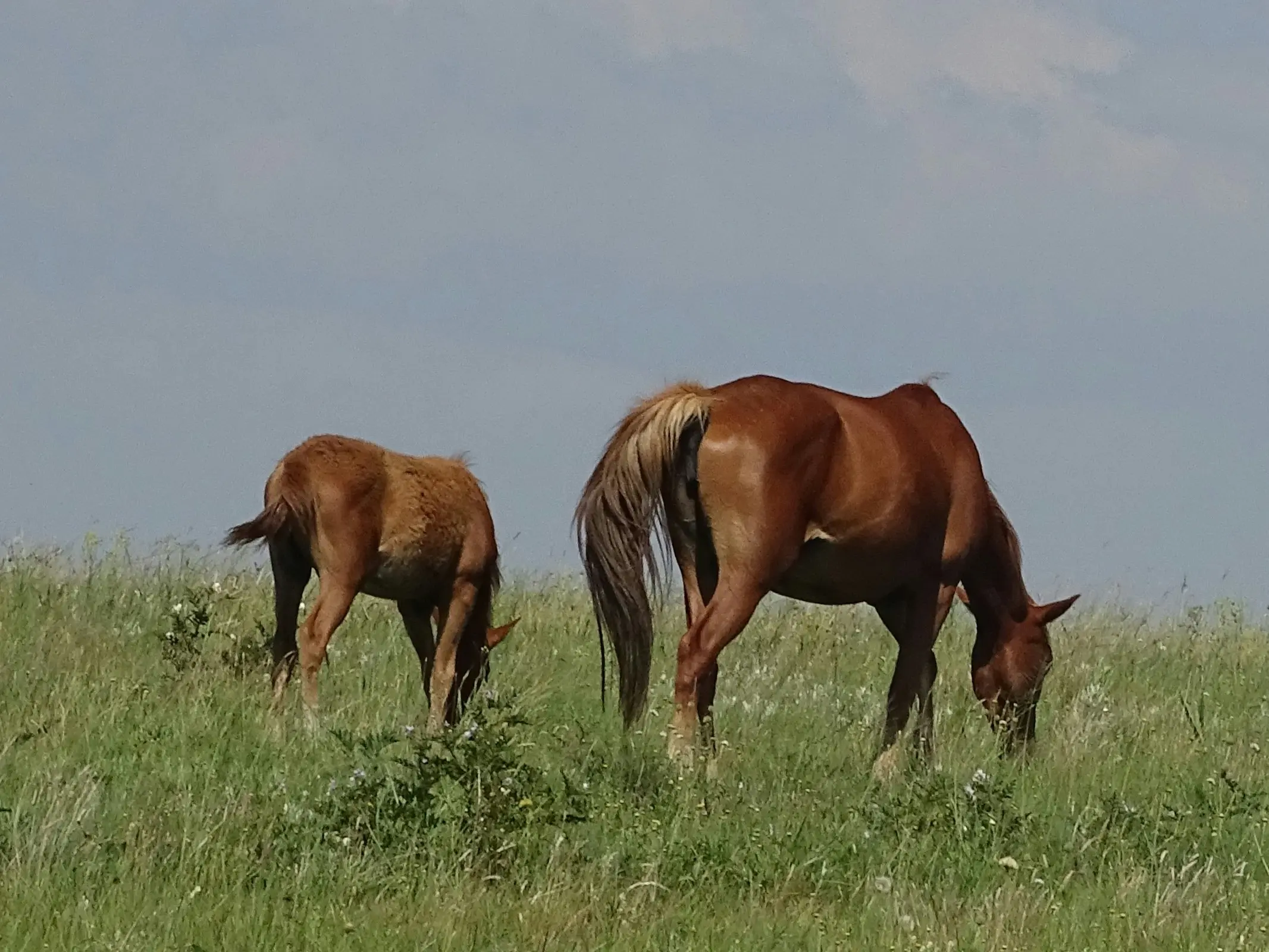 Boerperd Horse