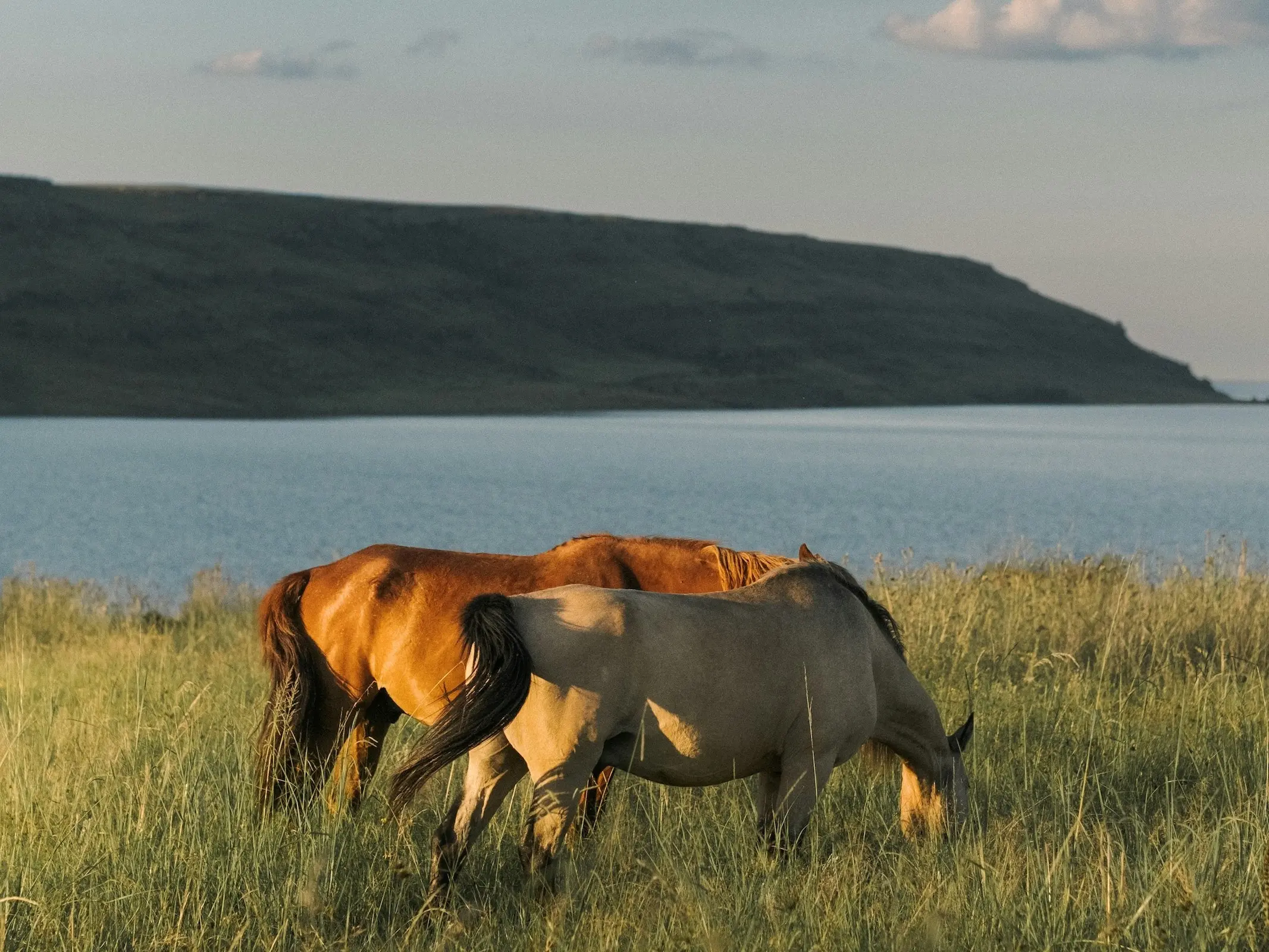 Boerperd Horse