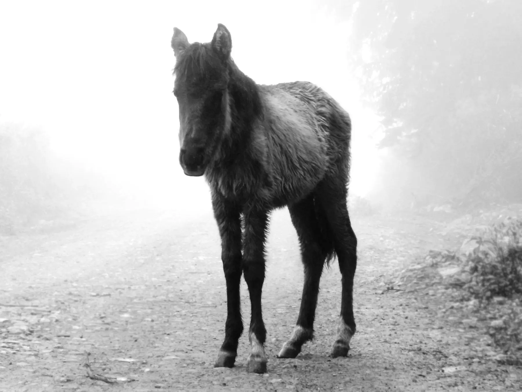 Bolivian Pony