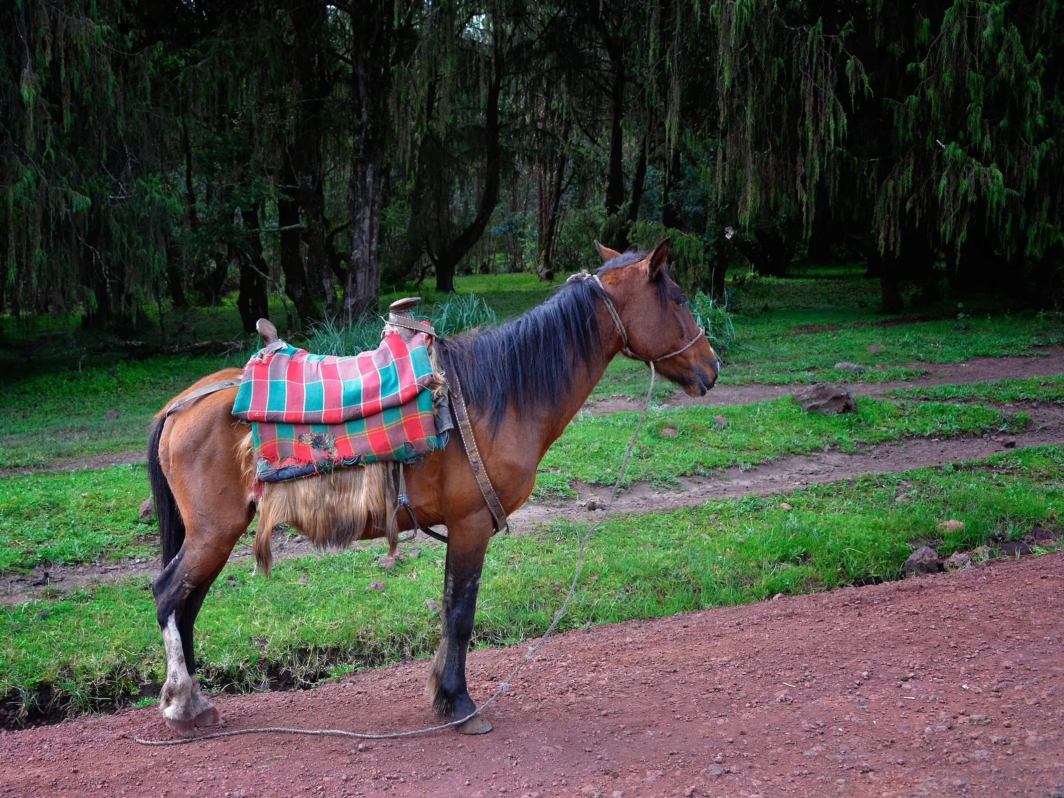 Borana Horse