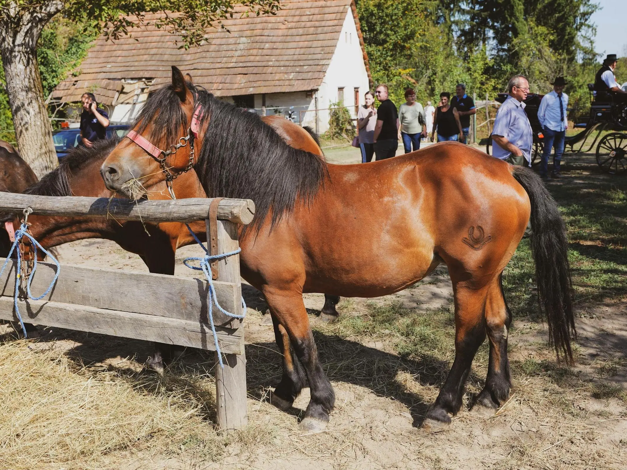 Yugoslav Mountain Pony