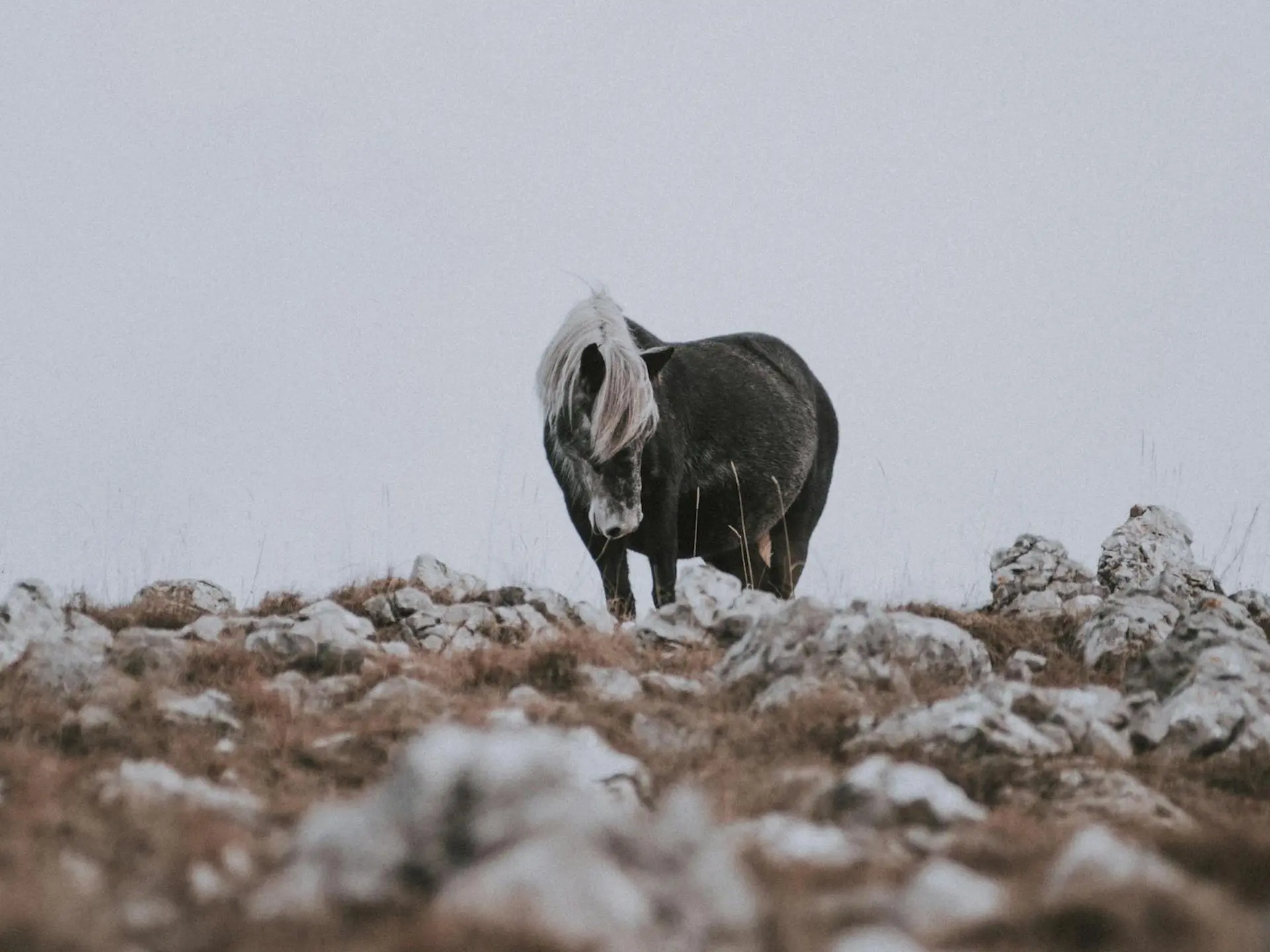 Bosnian Pony