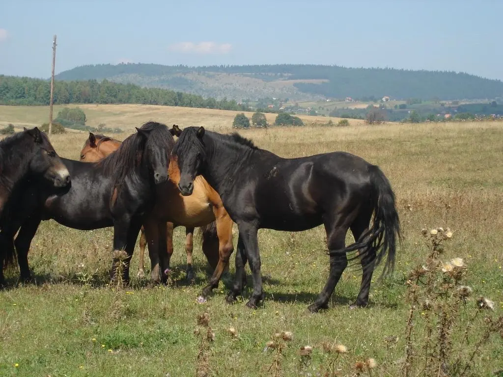 Bosnian Pony