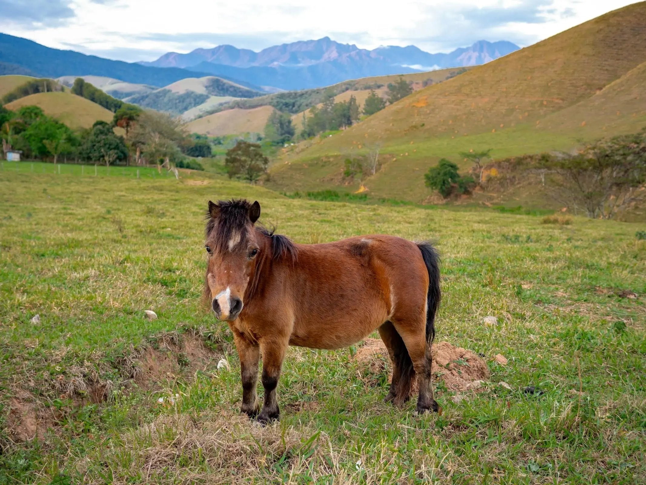 Brazilian Pony