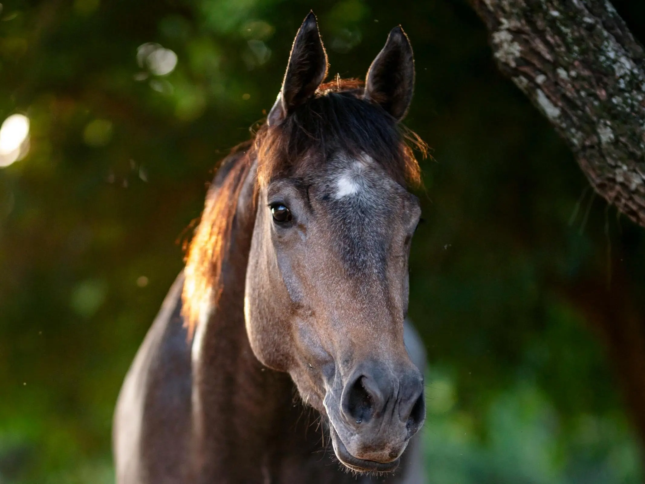 Brazilian Sport Horse