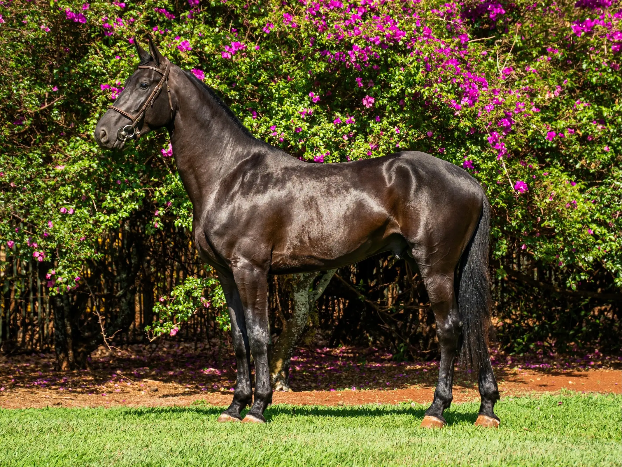 Brazilian Sport Horse