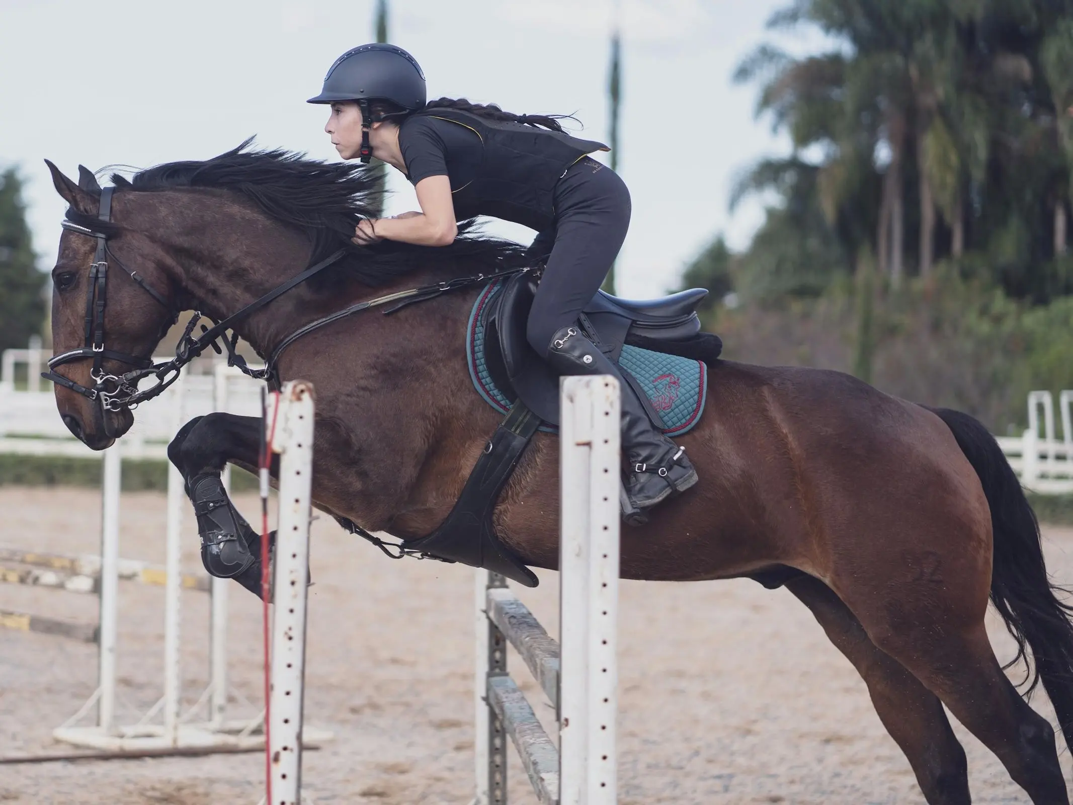 Brazilian Sport Horse