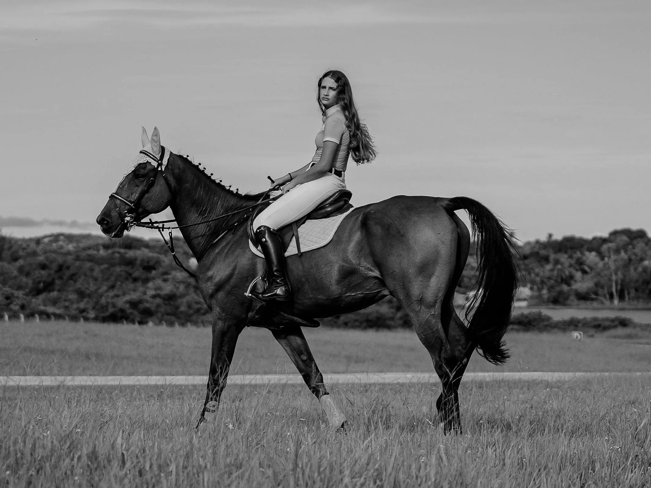 Brazilian Sport Horse