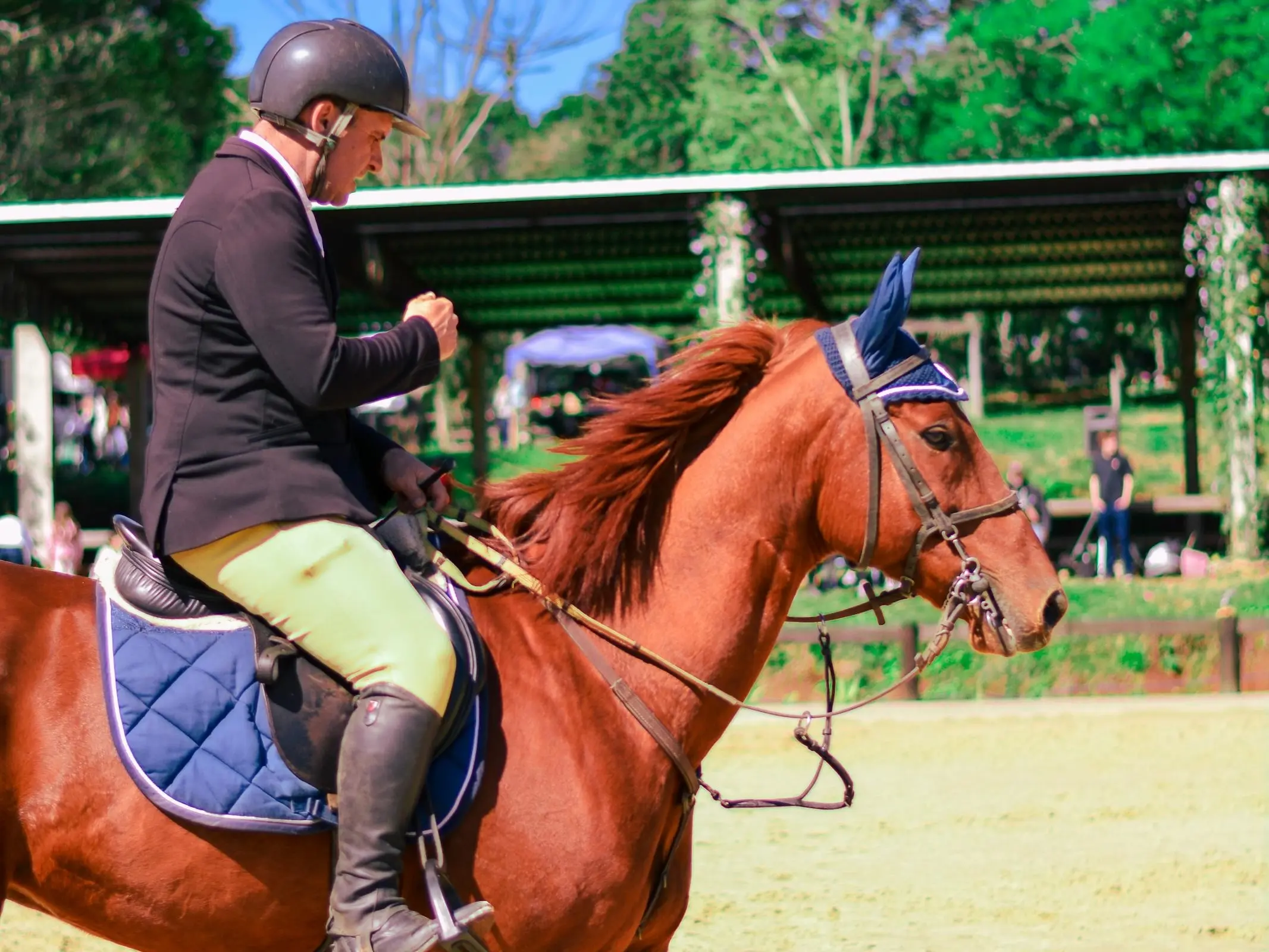 Brazilian Sport Horse