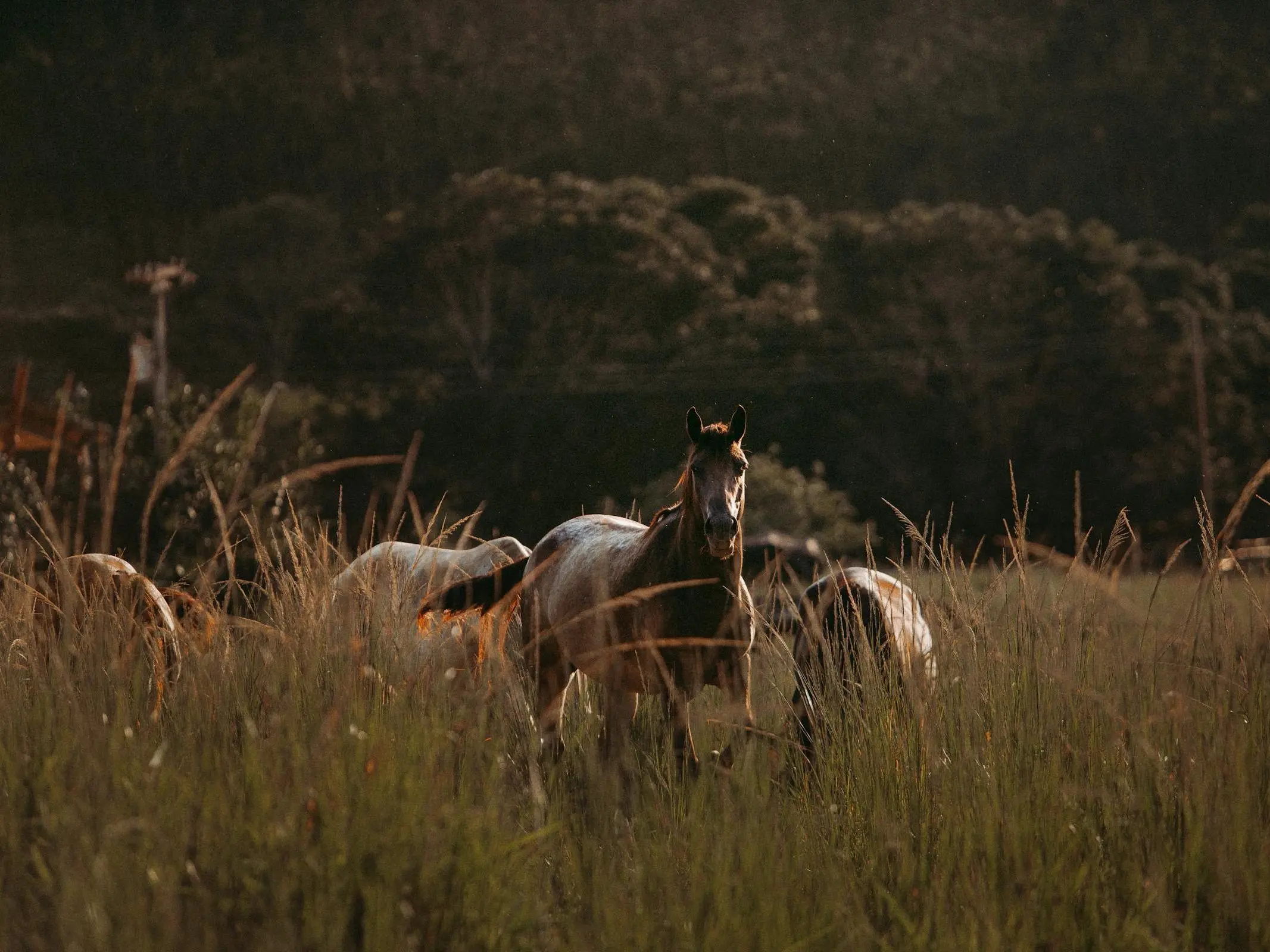 Brazilian Pony