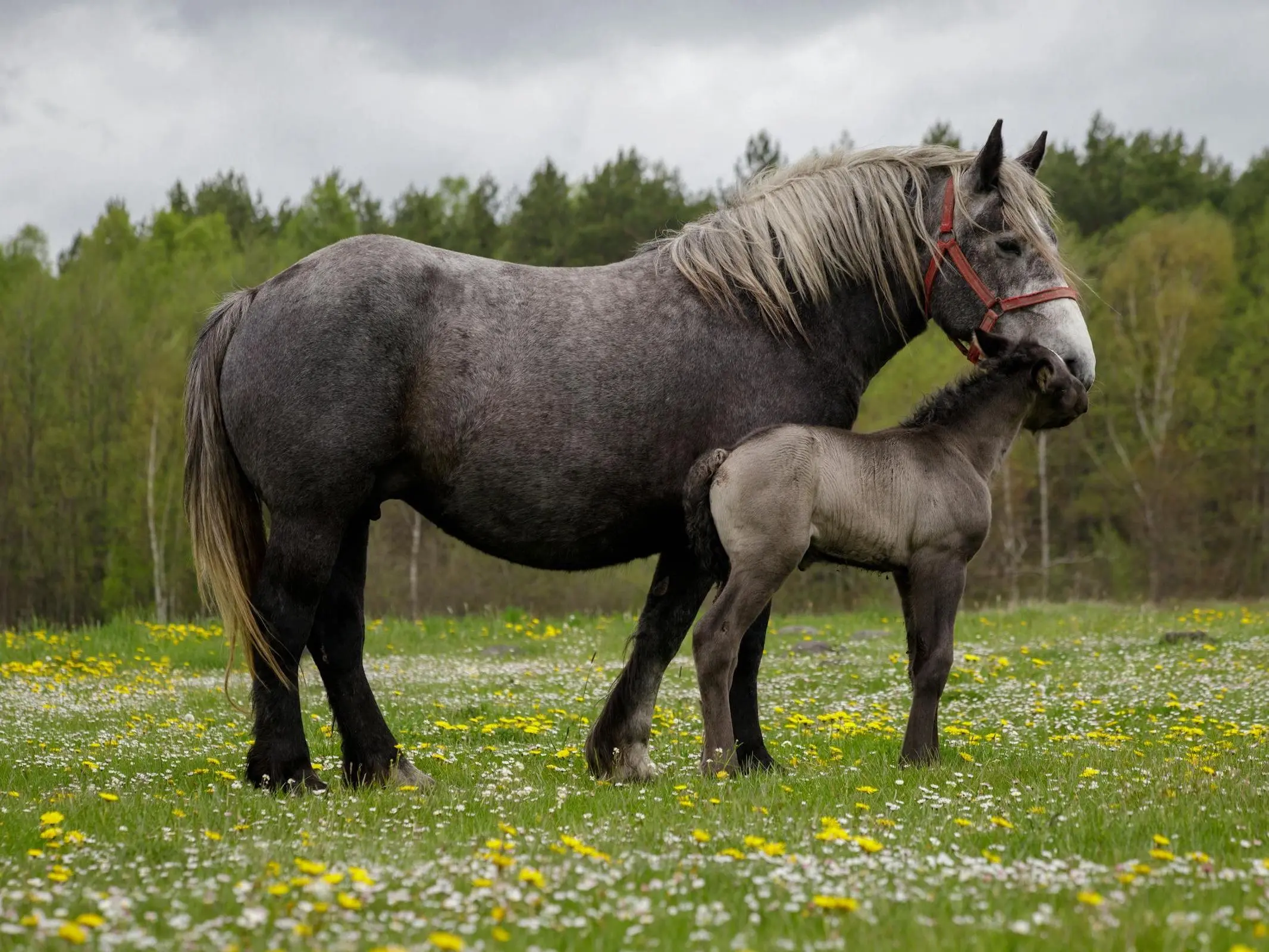 Category: Romania - Horse Breeds