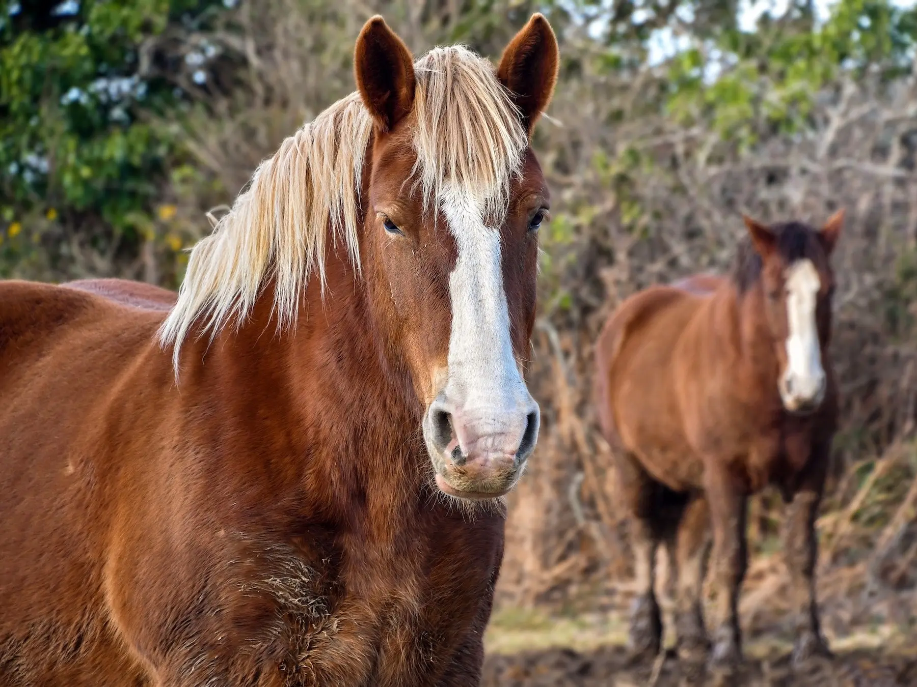 Breton Horse