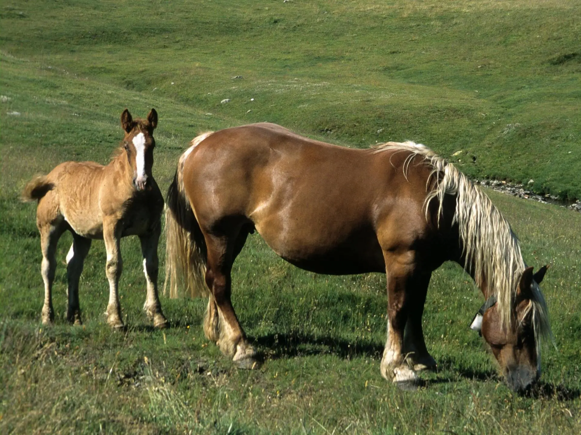 Breton Horse