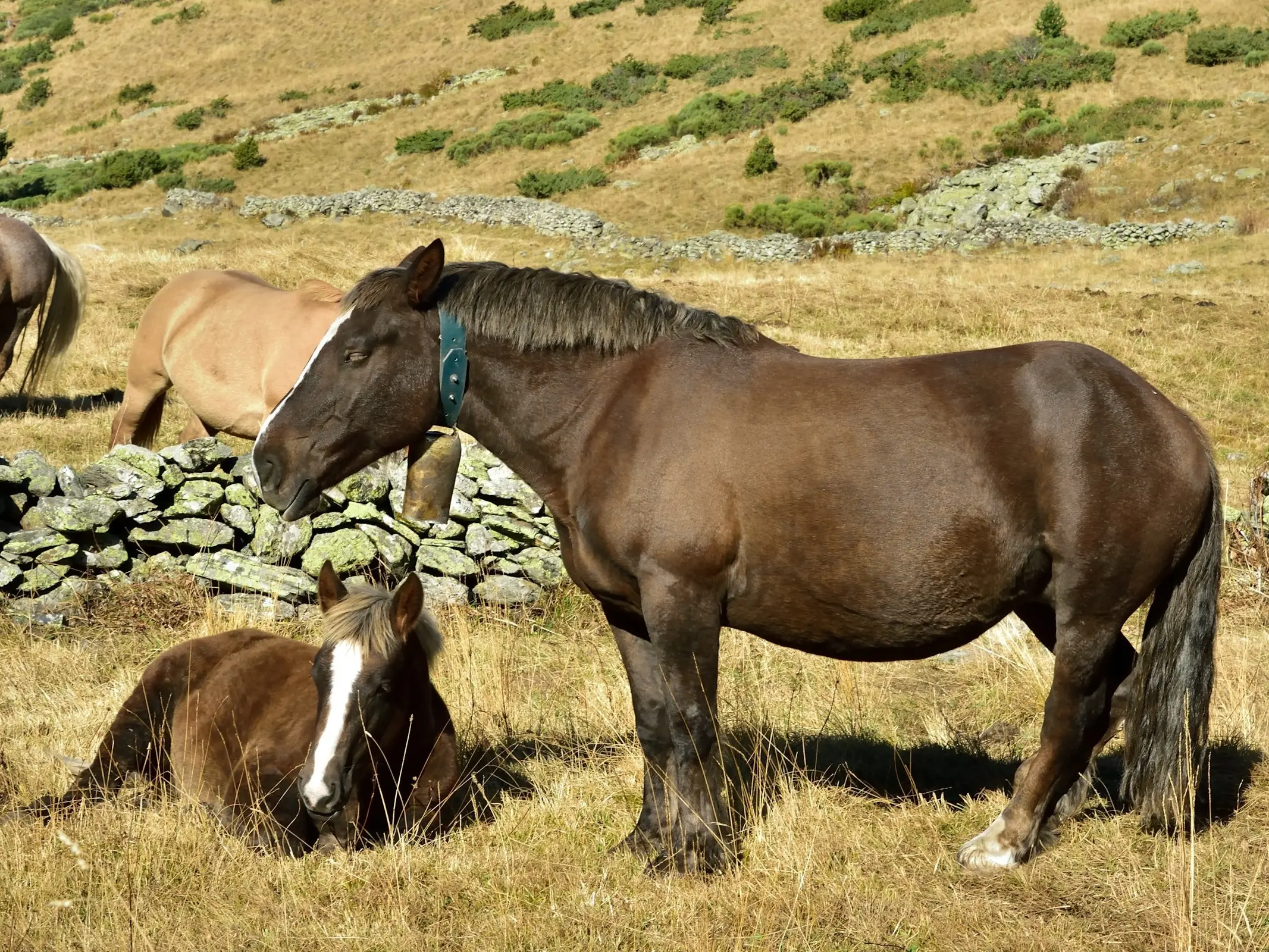 Breton Horse