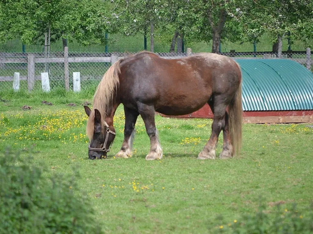 Breton Horse