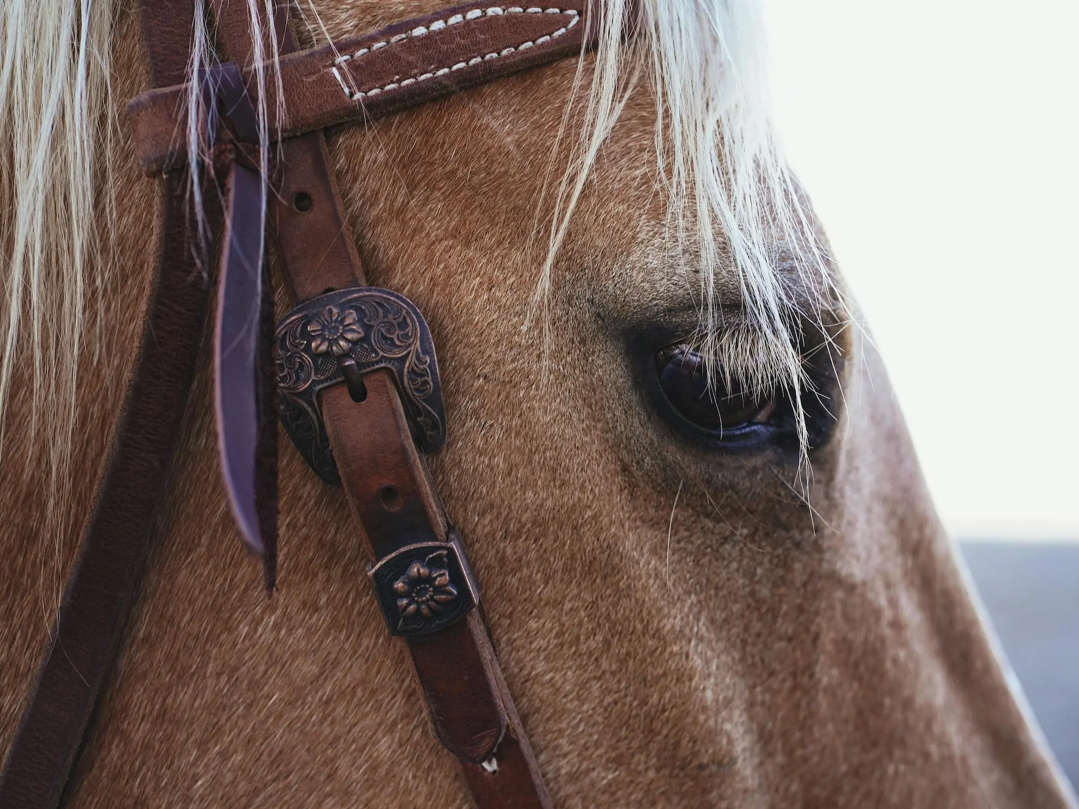 Horse bridle terminology