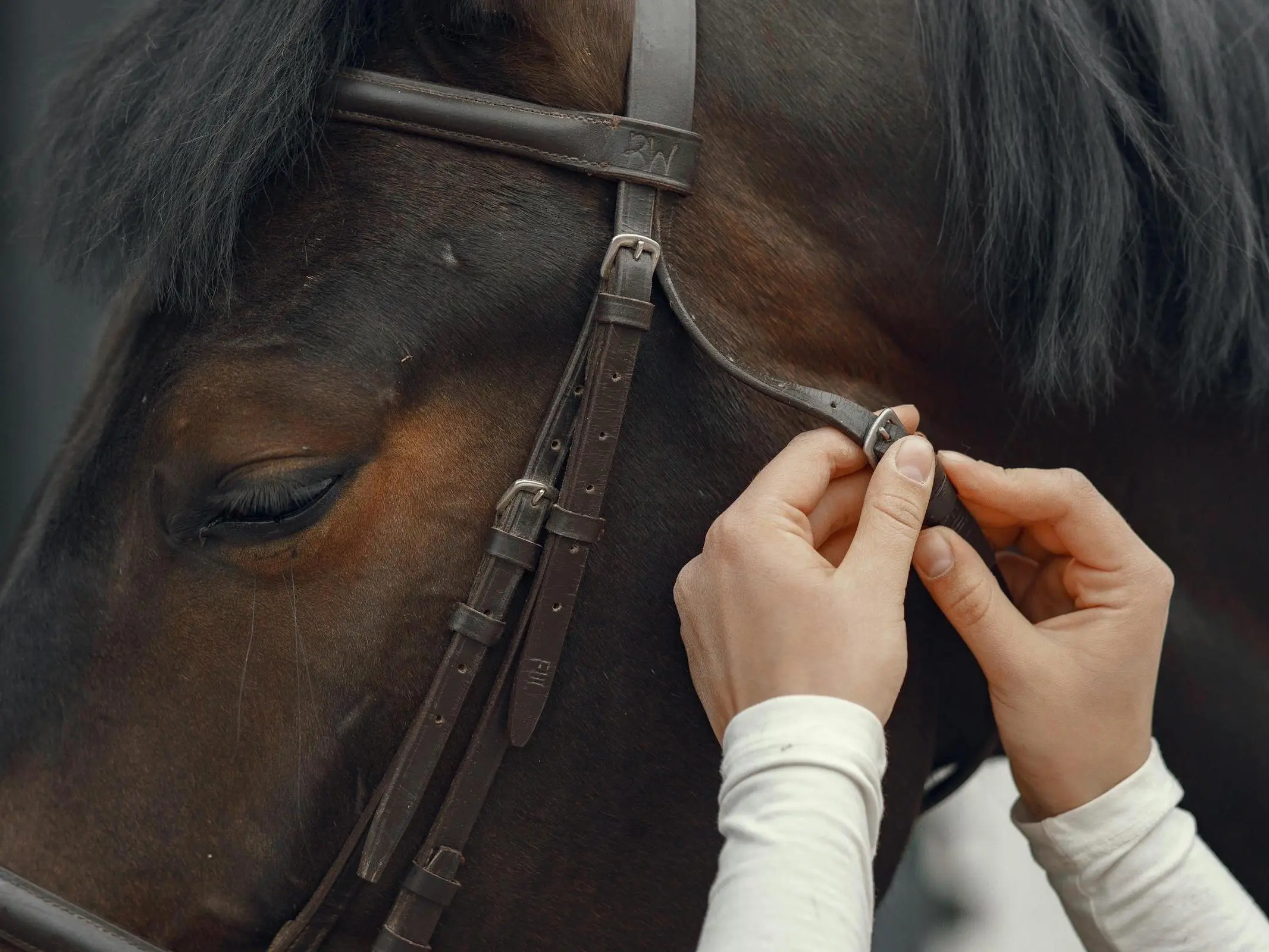 Horse bridle terminology