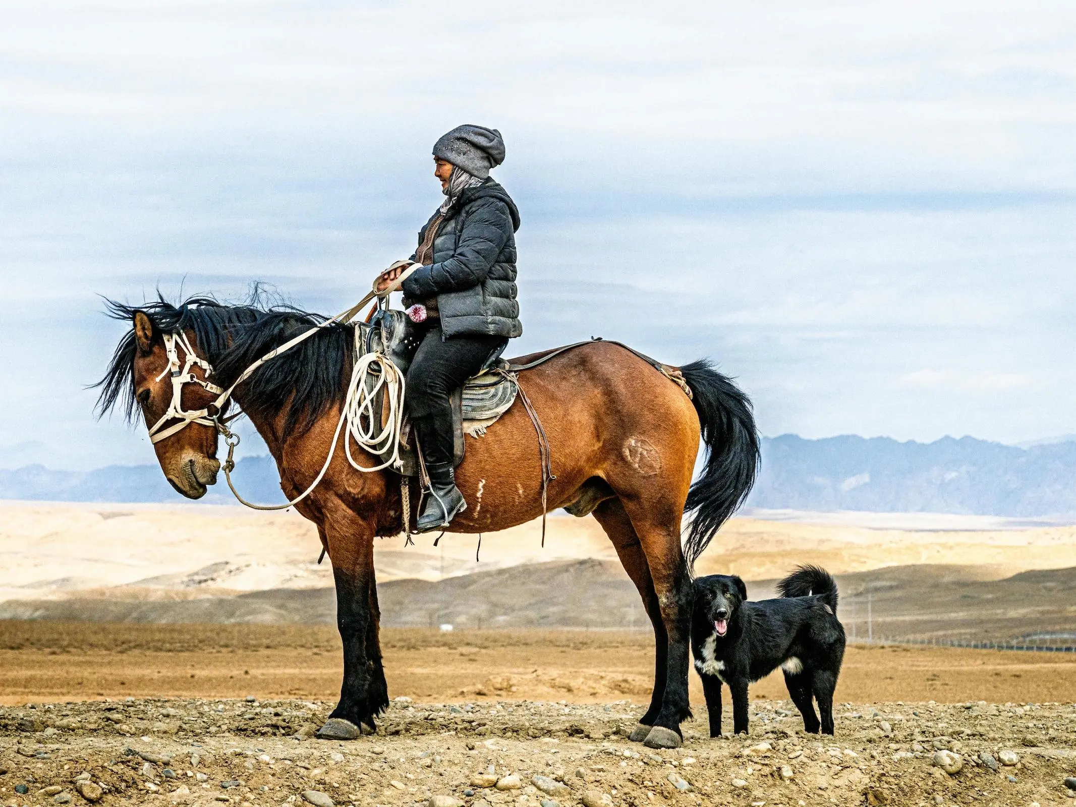 Horse with brindle patterns