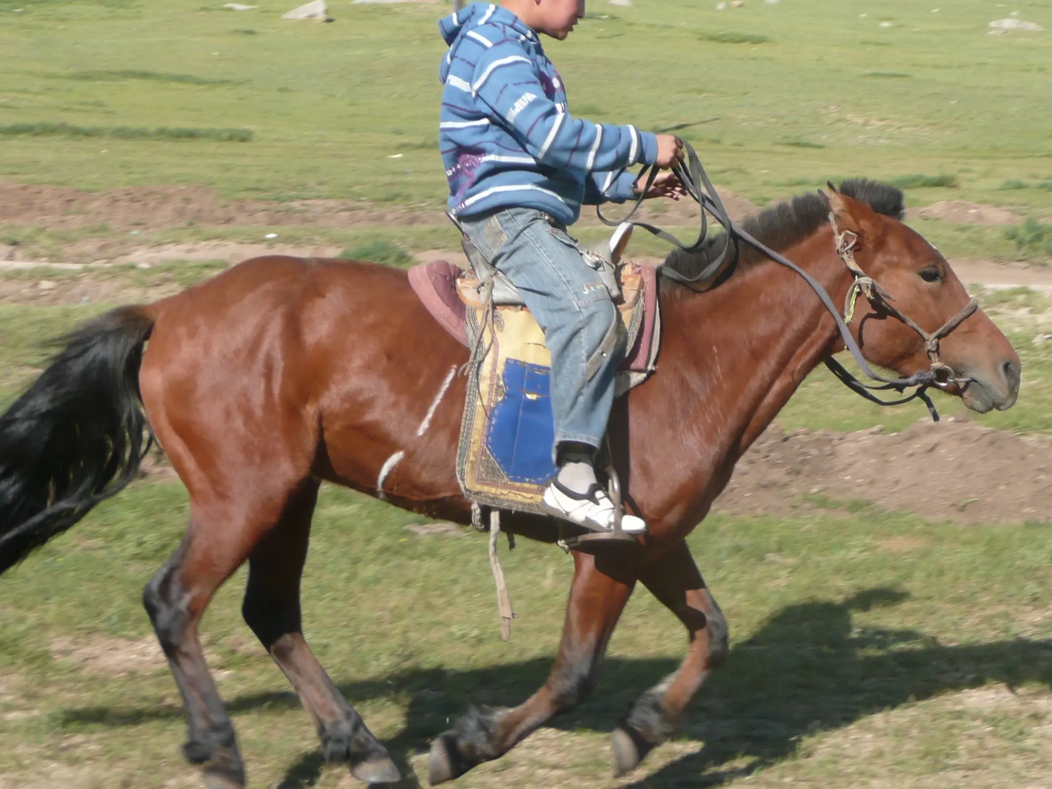 Horse with brindle patterns