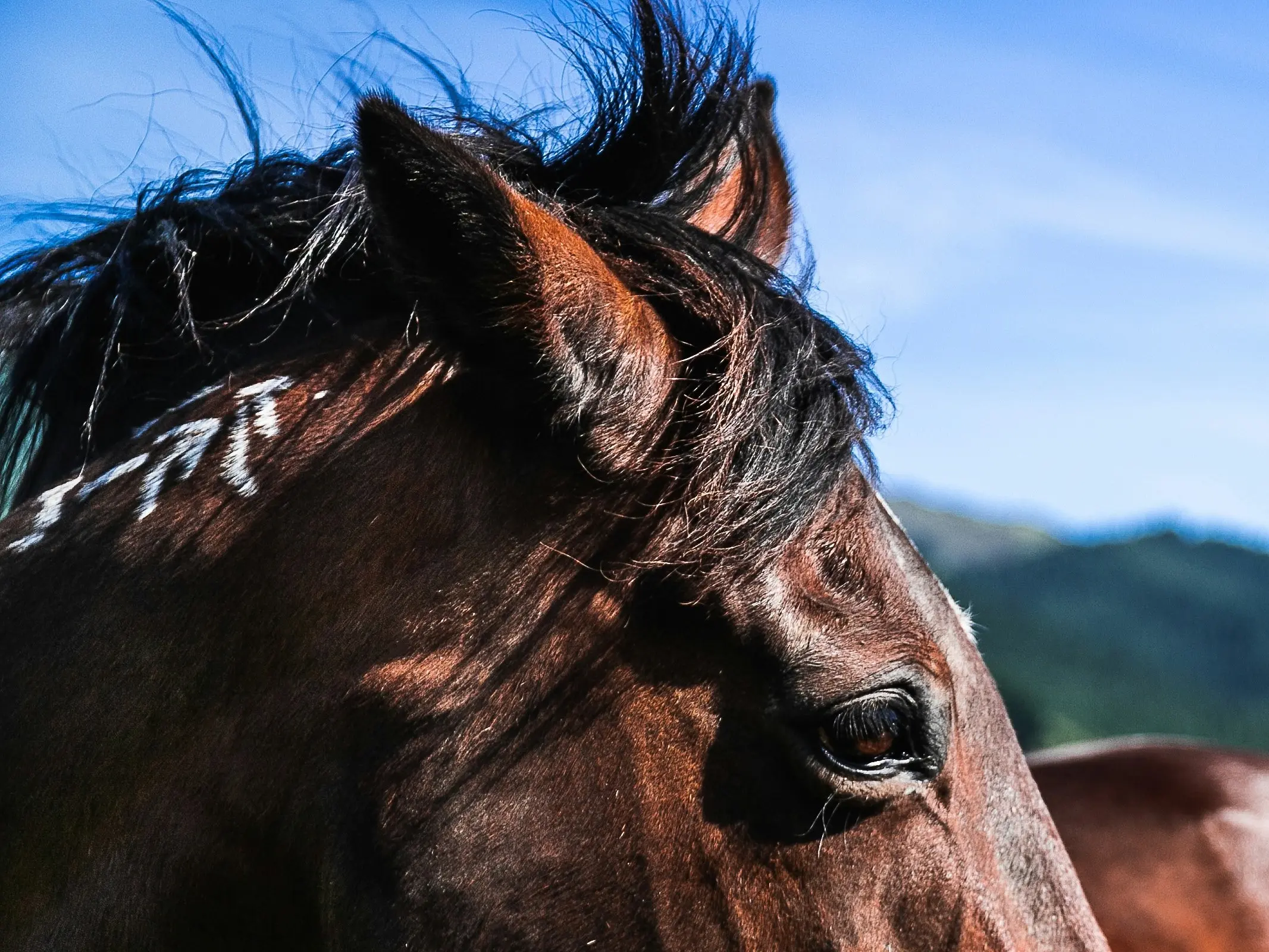 Horse with brindle patterns