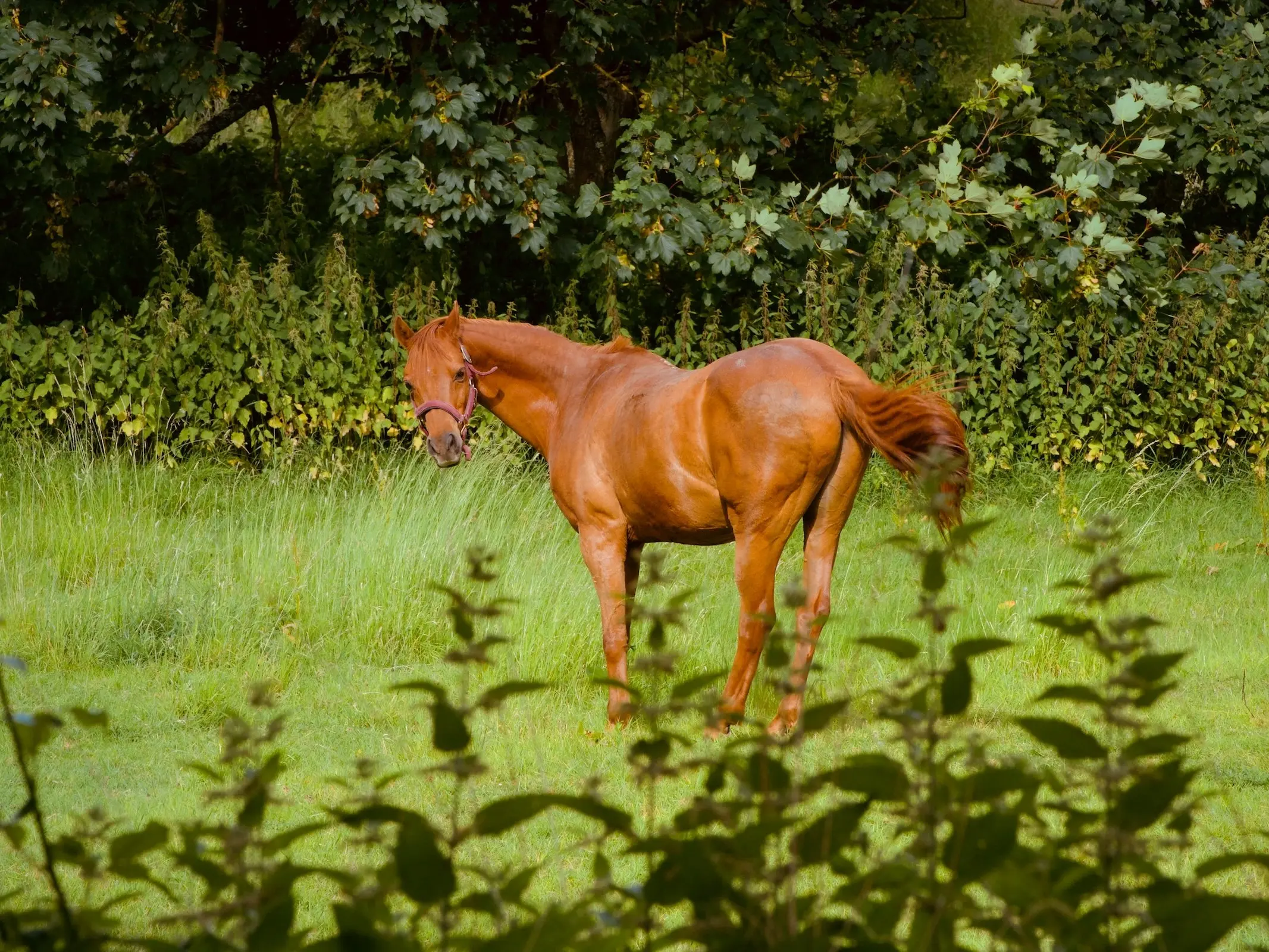 British Riding Pony