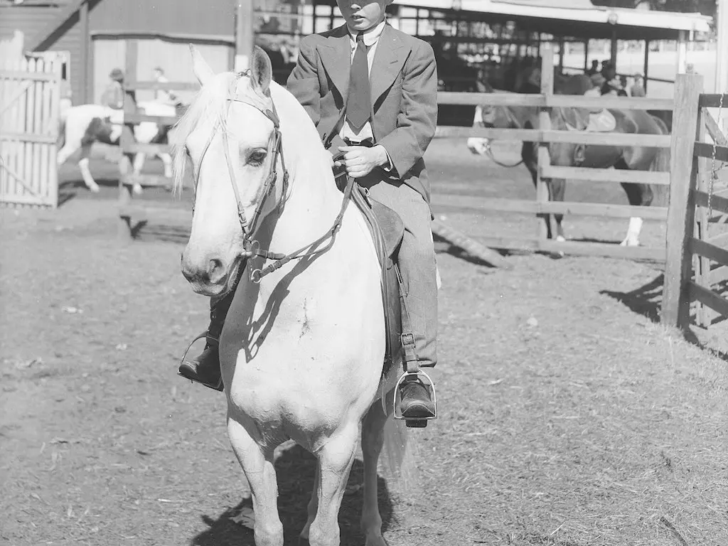 British Riding Pony