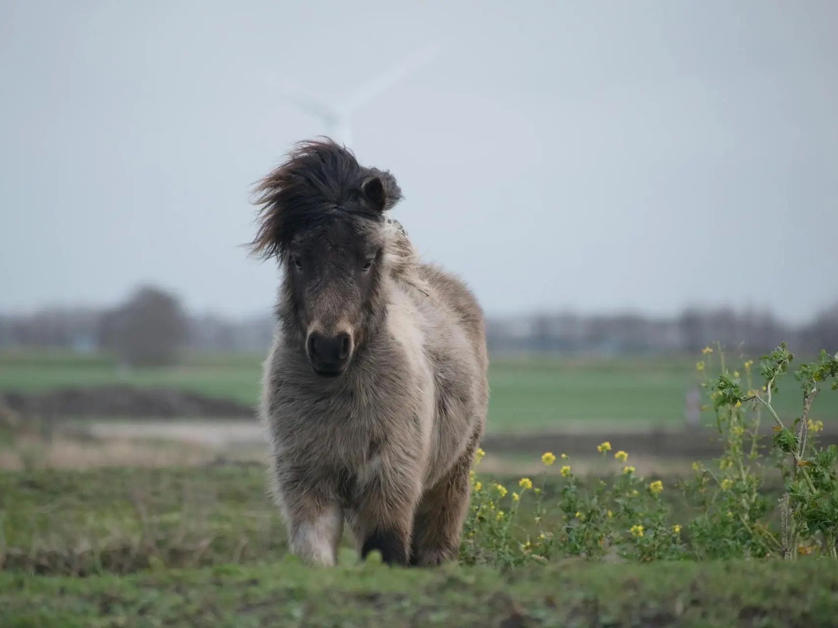 British Shetland