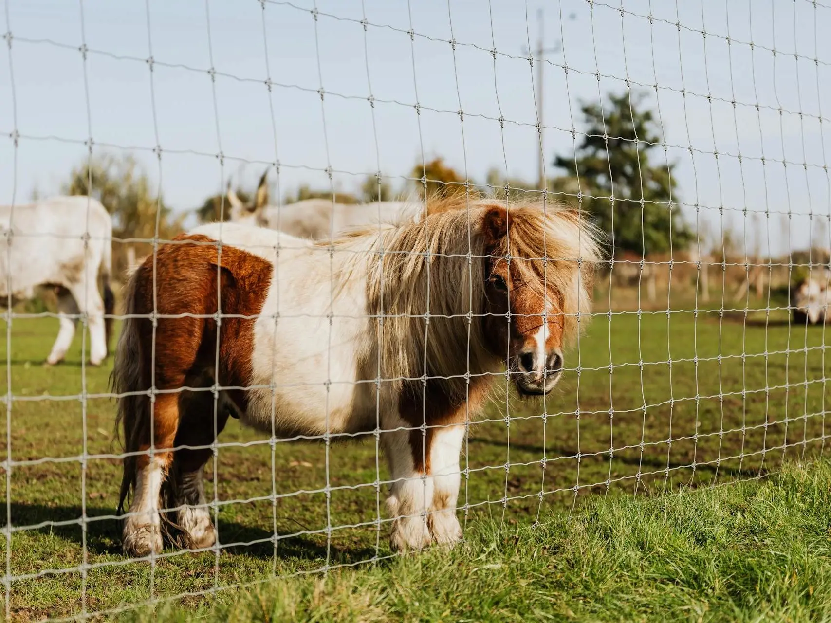 British Shetland Pony 