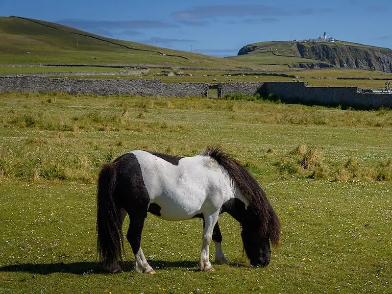 British Shetland Pony 