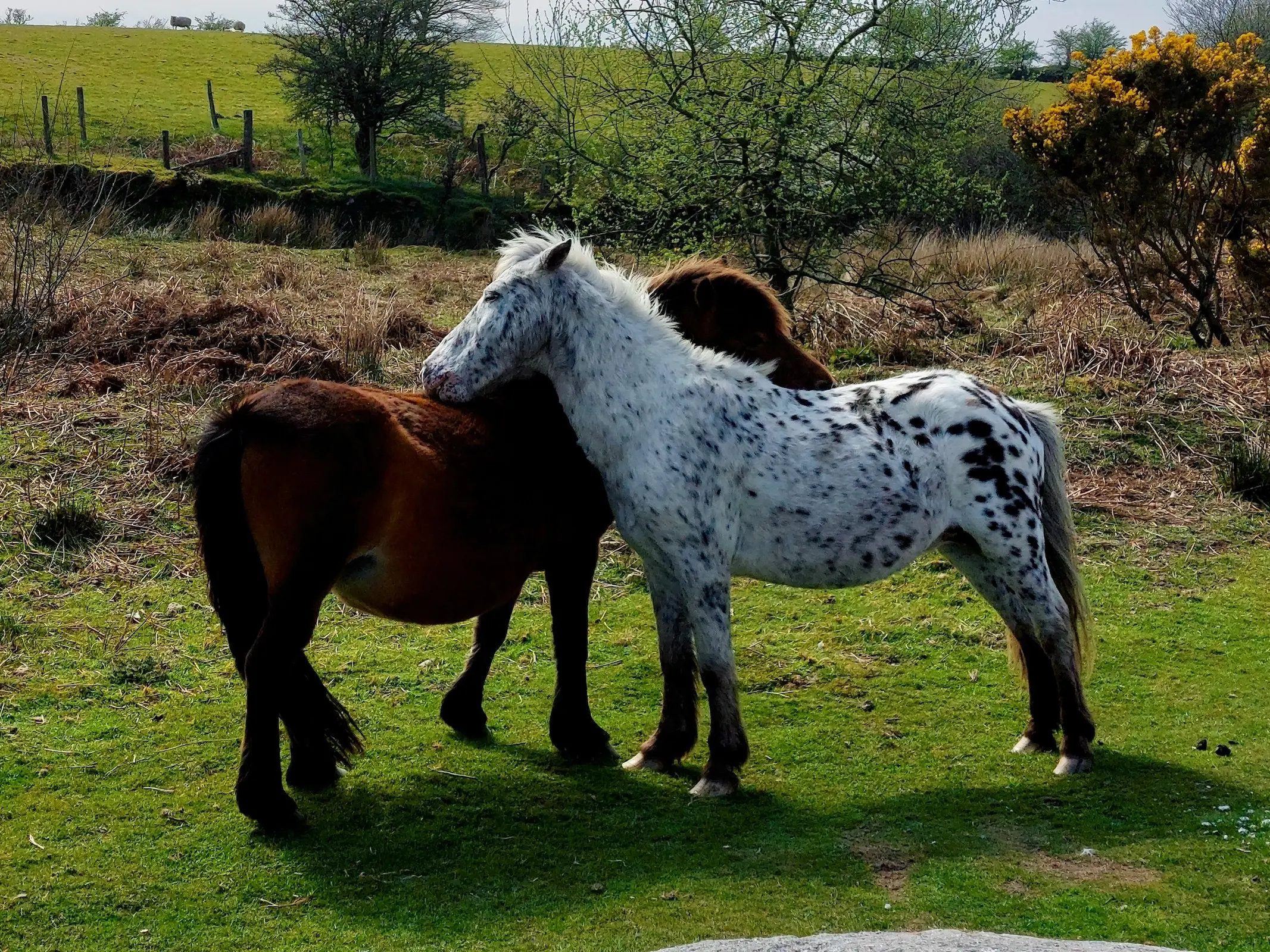 British Spotted Pony