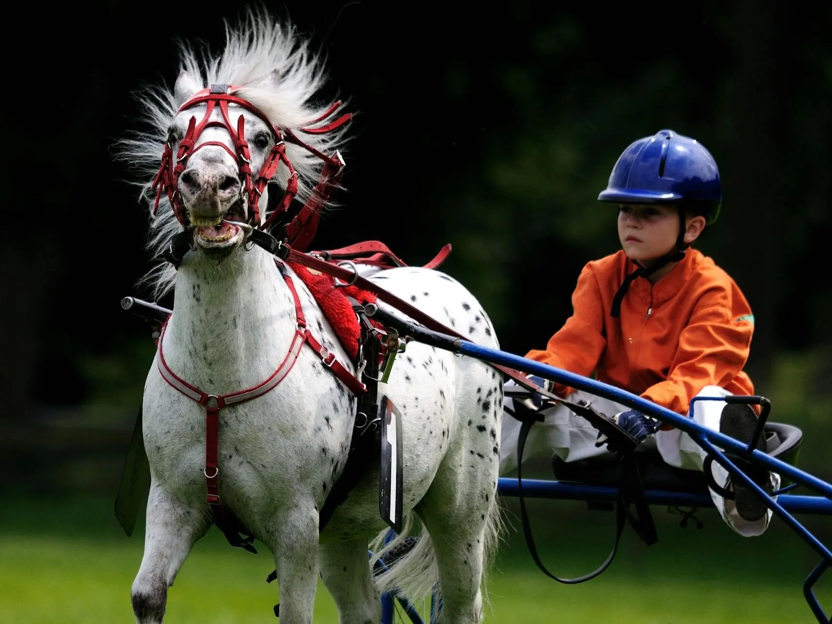 British Spotted Pony