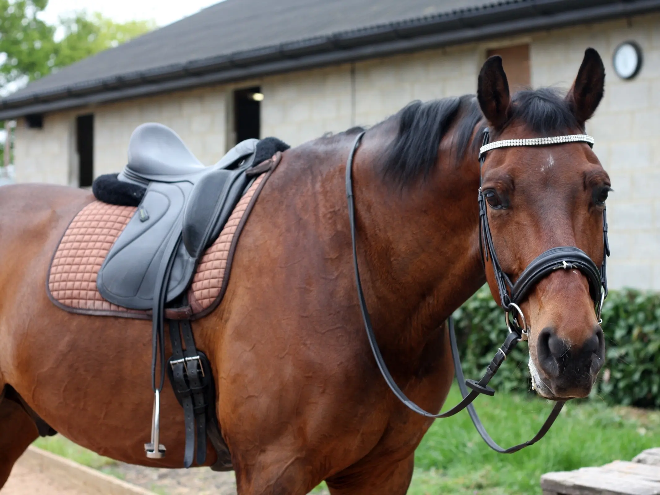 British Warmblood