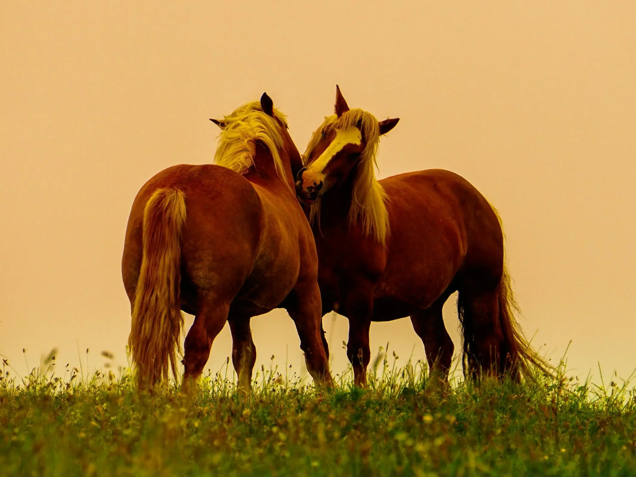 Brittany Post Horse
