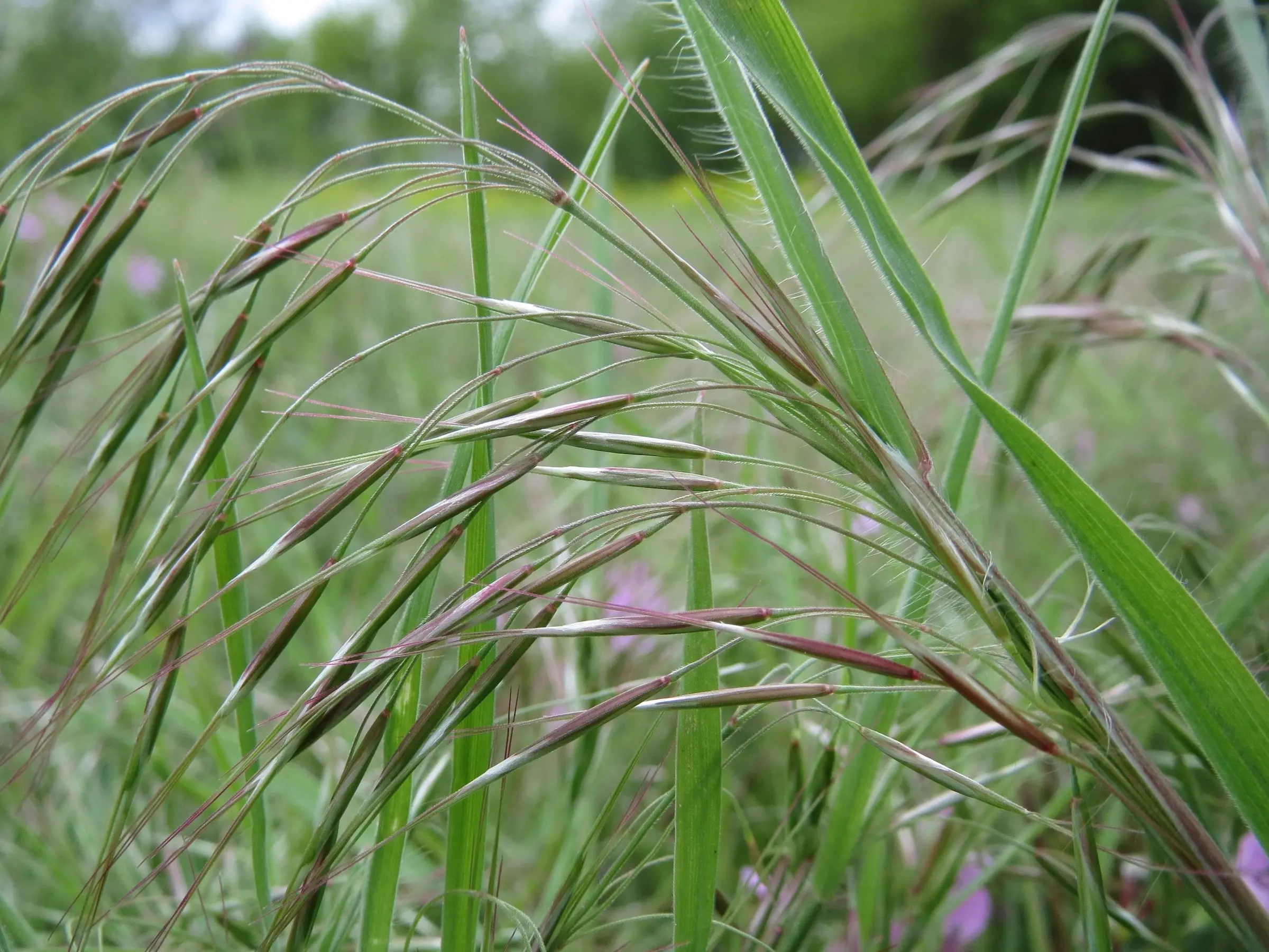 Bronco Grass