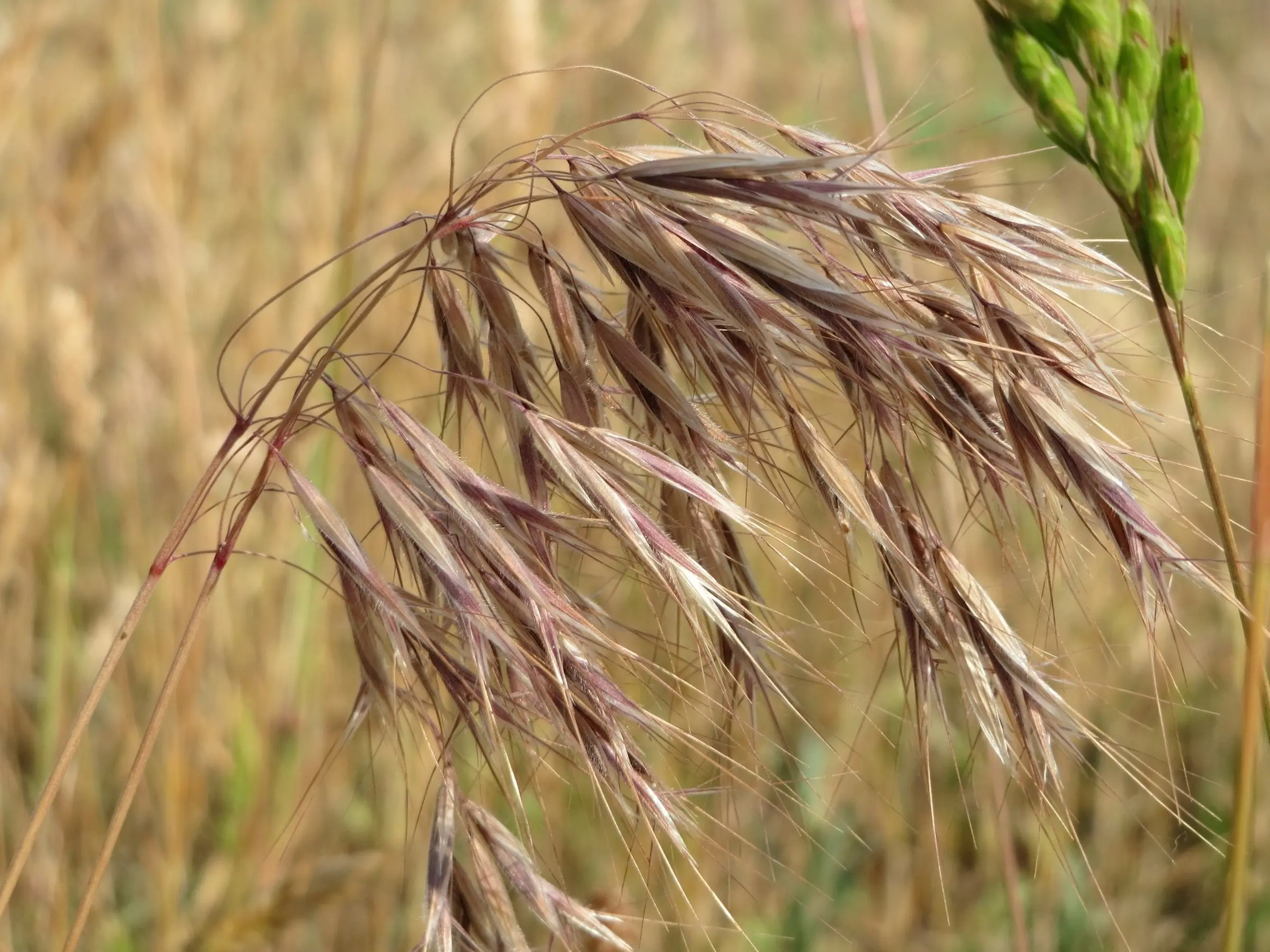 Downy Brome